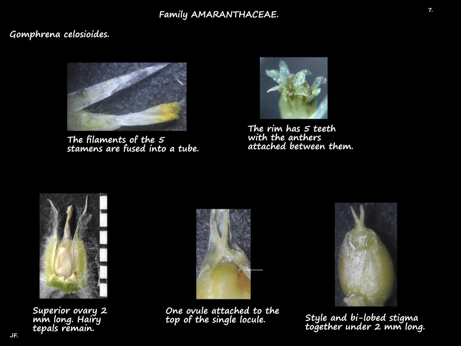 7 Gomphrena celosioides ovary, stamens & stigmas