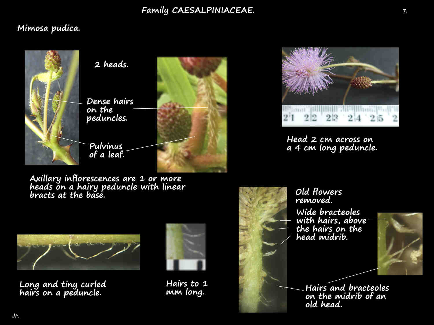 7 Hairs & bracteoles in Mimosa pudica inflorescences