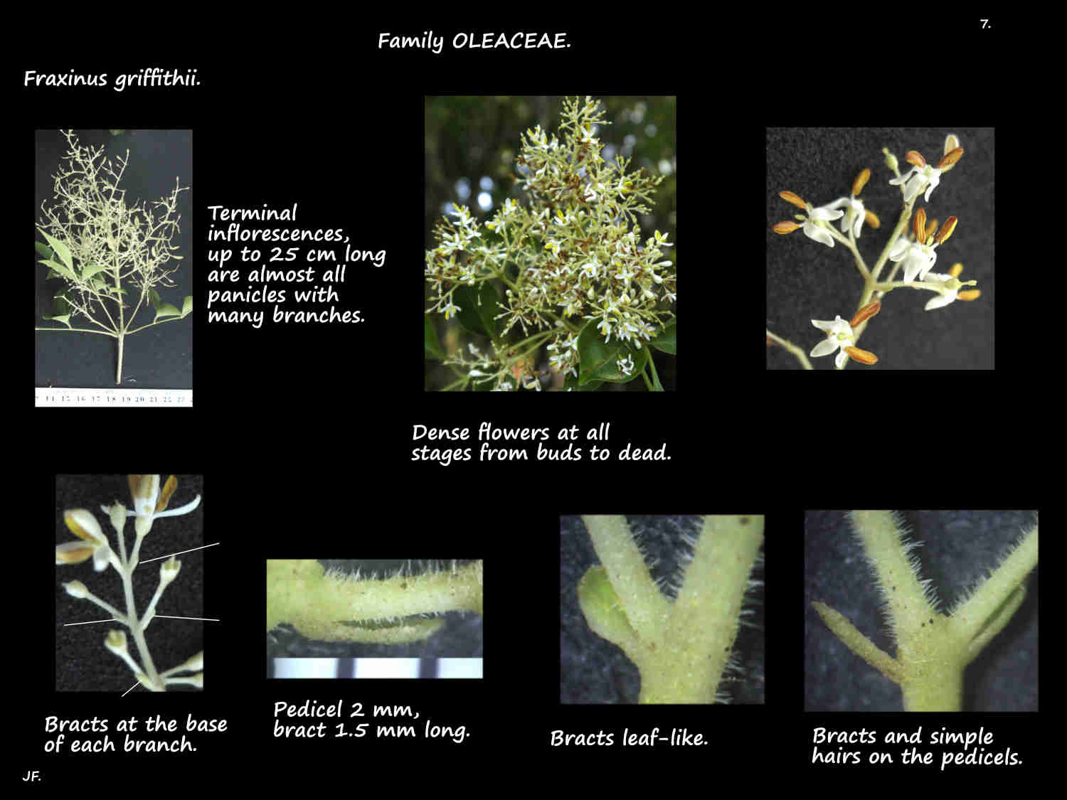 7 Hairs & bracts on Fraxinus griffithii panicles