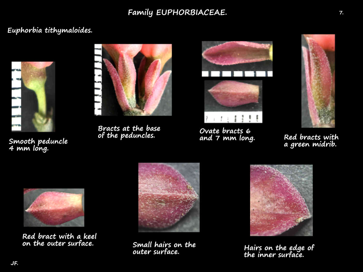7 Hairs on Euphorbia tithymaloides bracts