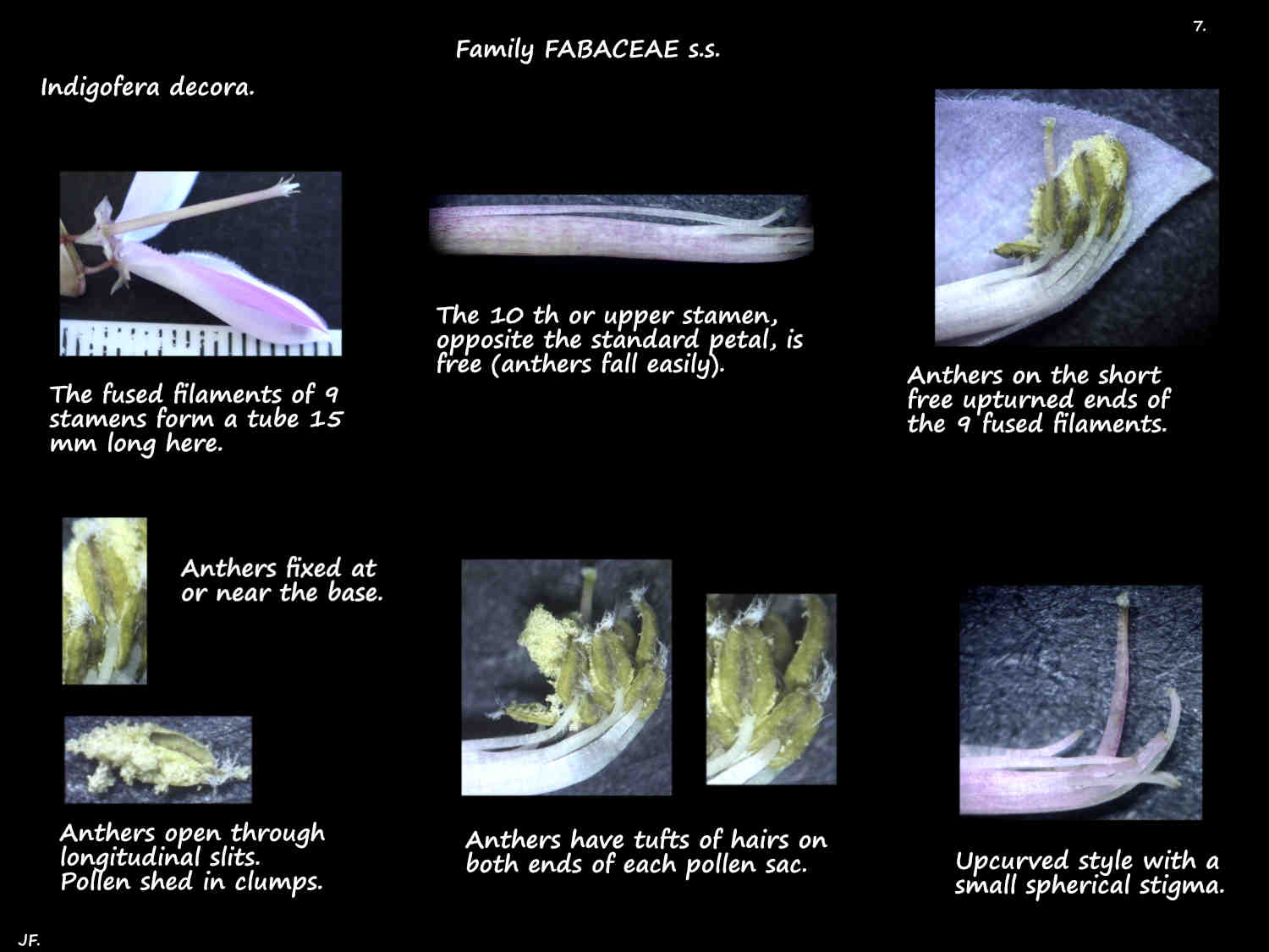 7 Indigofera decora stamens