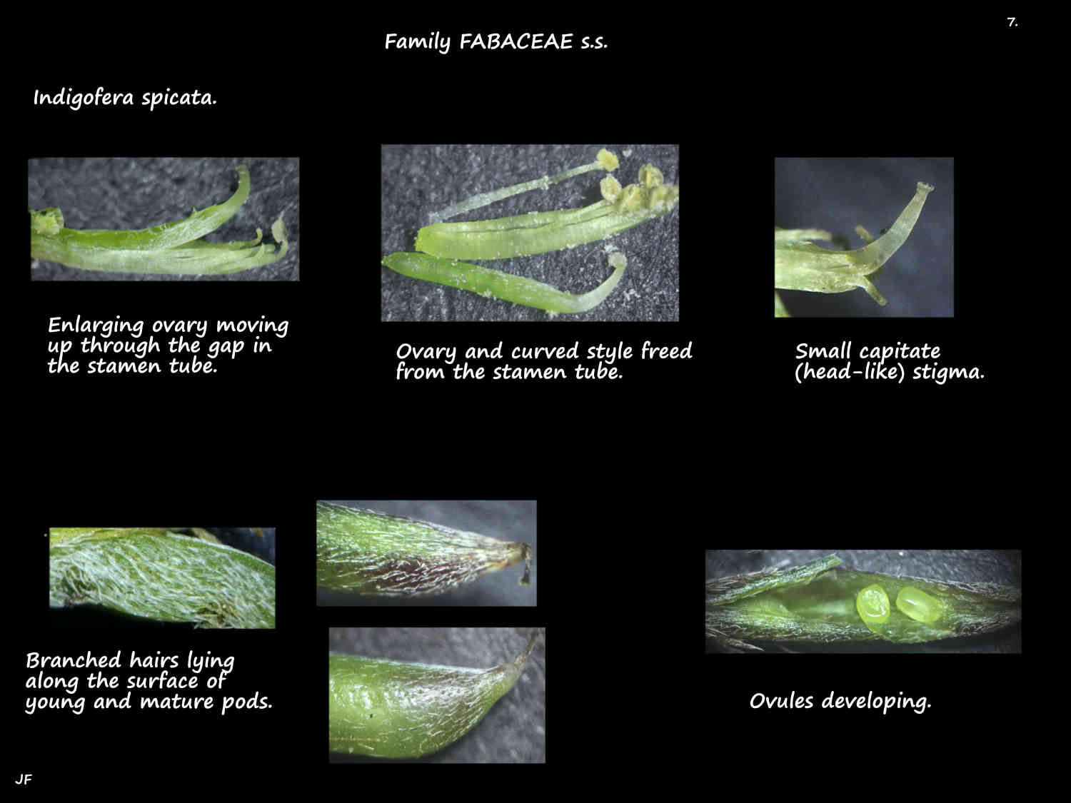 7 Indigofera spicata ovary, style & stigma