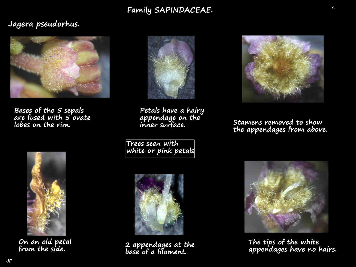 7 Jagera pseudorhus sepals & petals