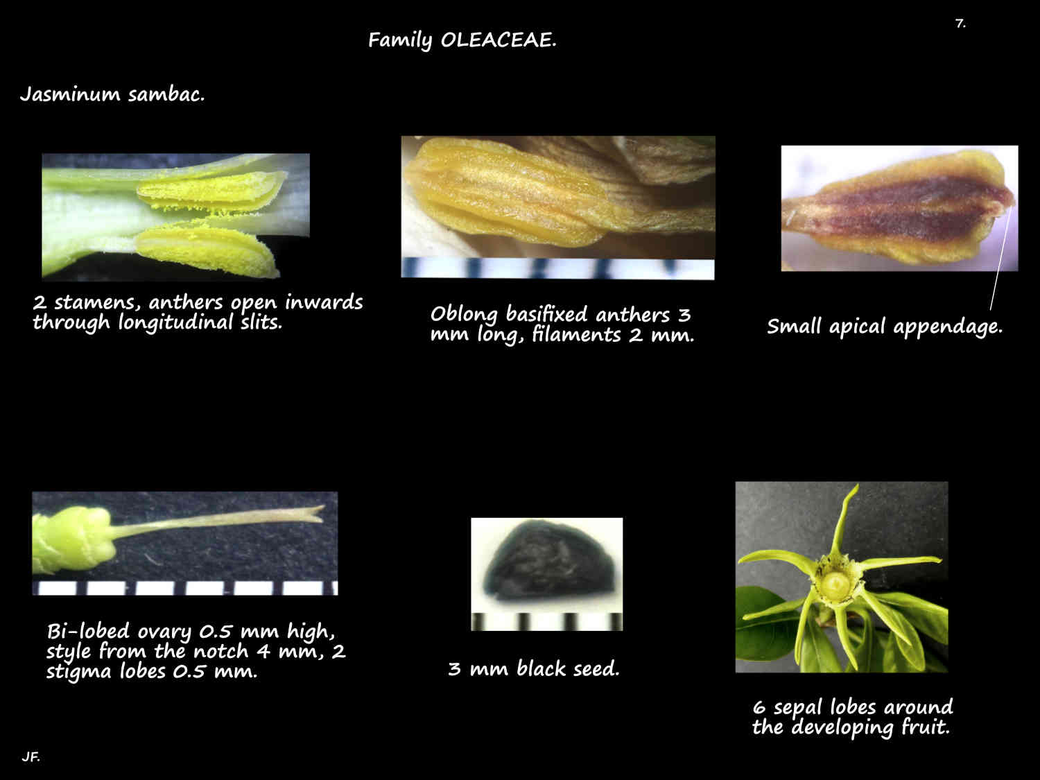 7 Jasminum sambac stamens, ovary & seed