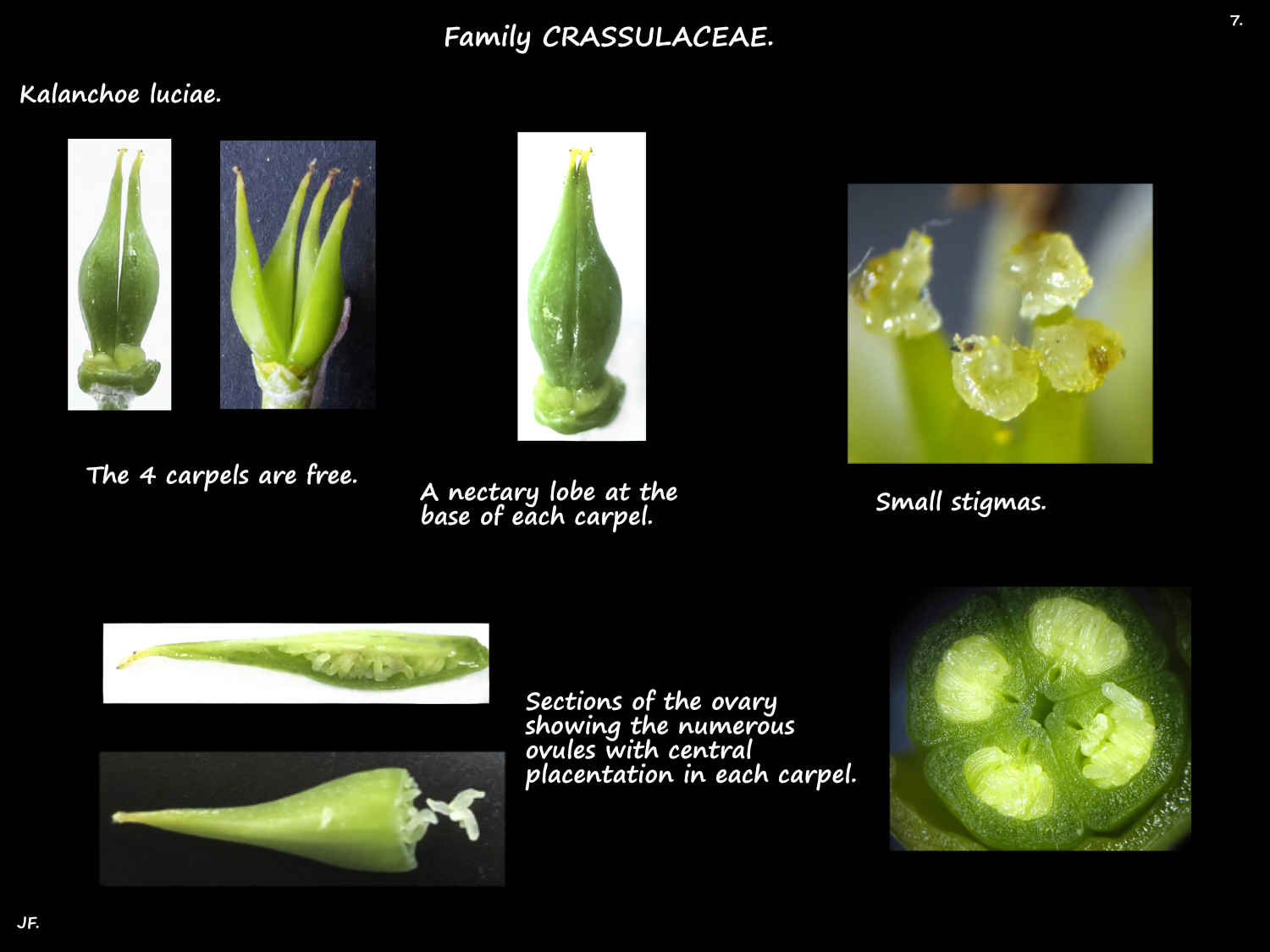 7 Kalanchoe luciae ovary, stigmas & ovules