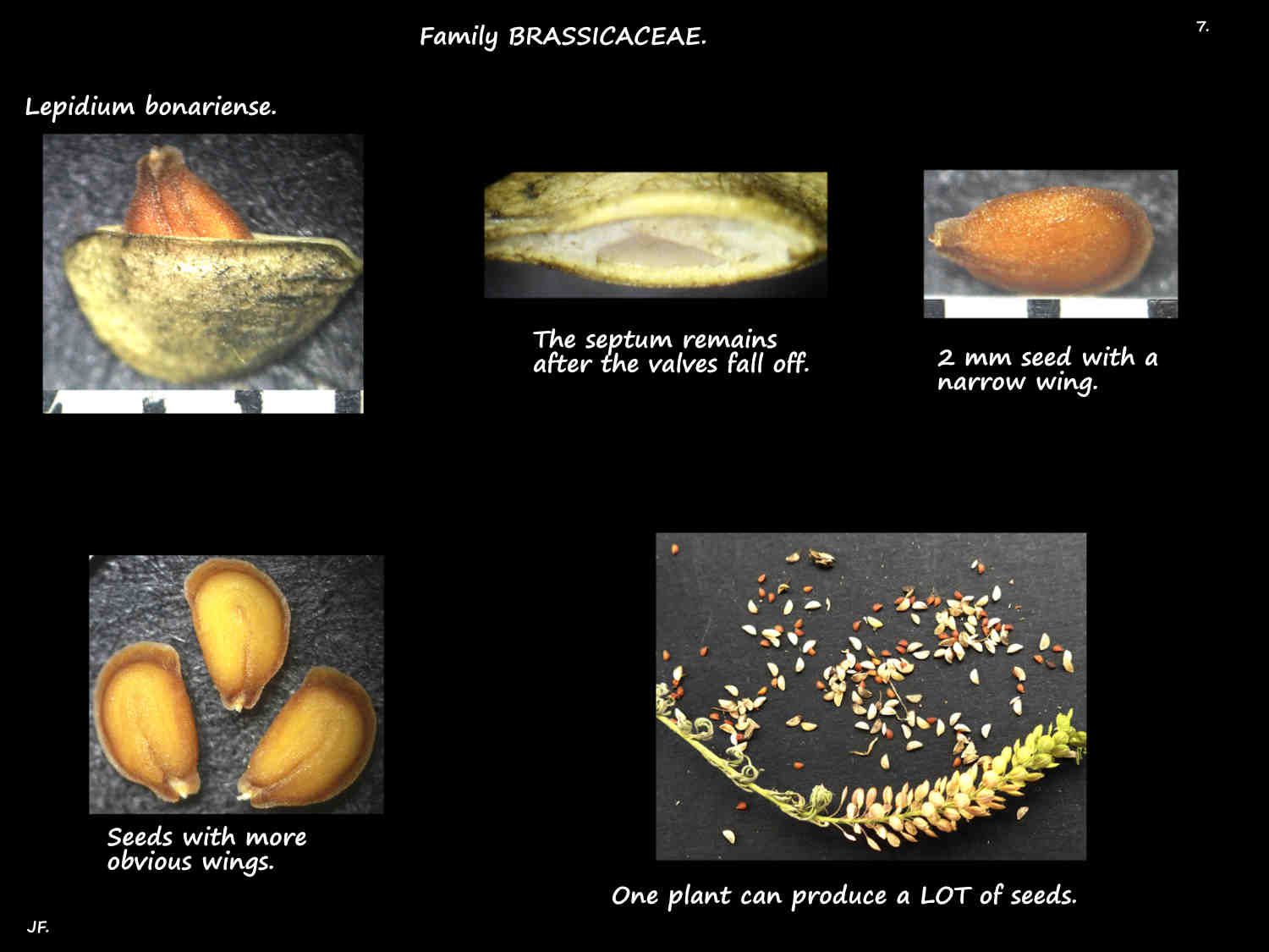 7 Lepidium bonariense capsules & seeds