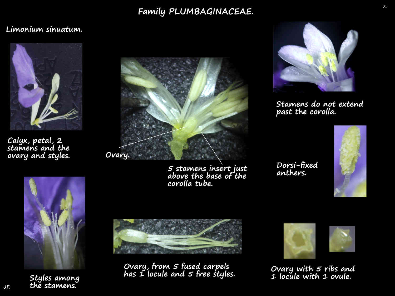 7 Limonium stamens, ovary & styles