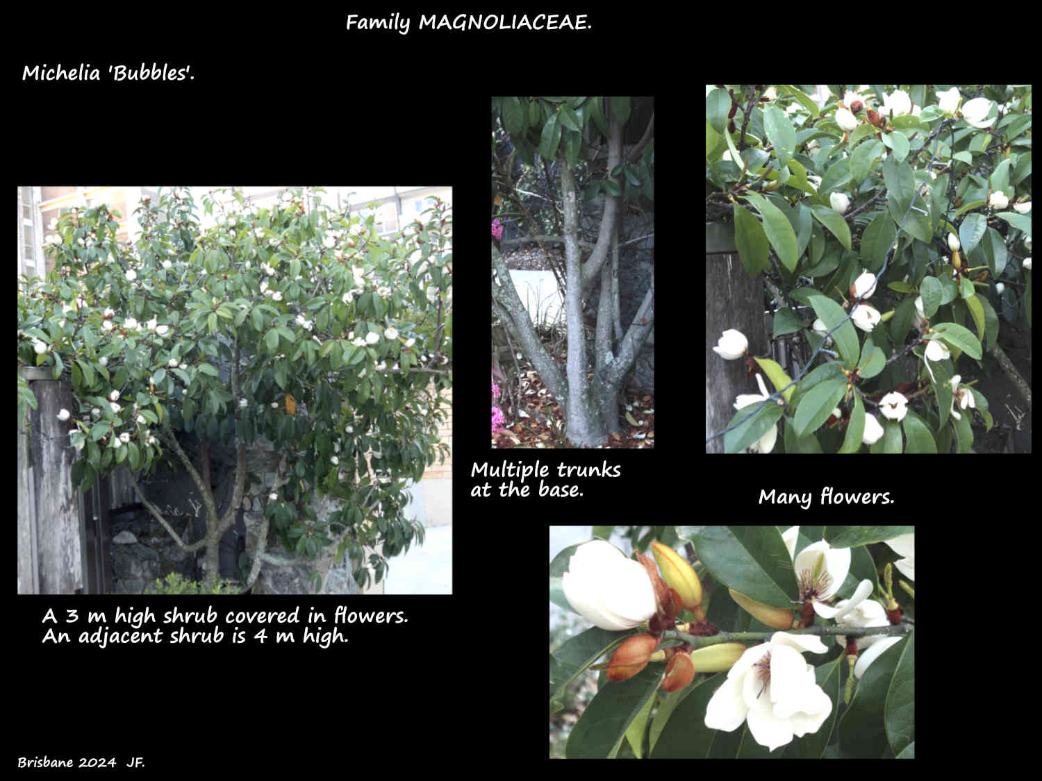 7 Michelia 'Bubbles' shrub