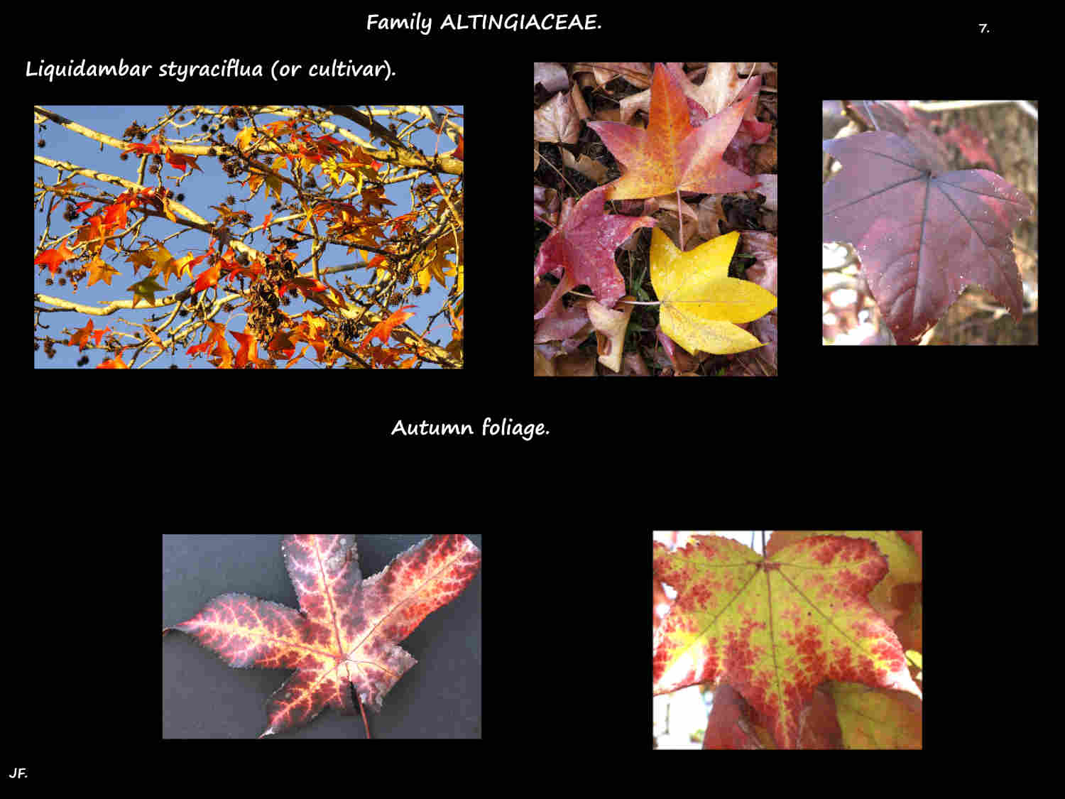 7 More Liquidambar styraciflua autumn leaves