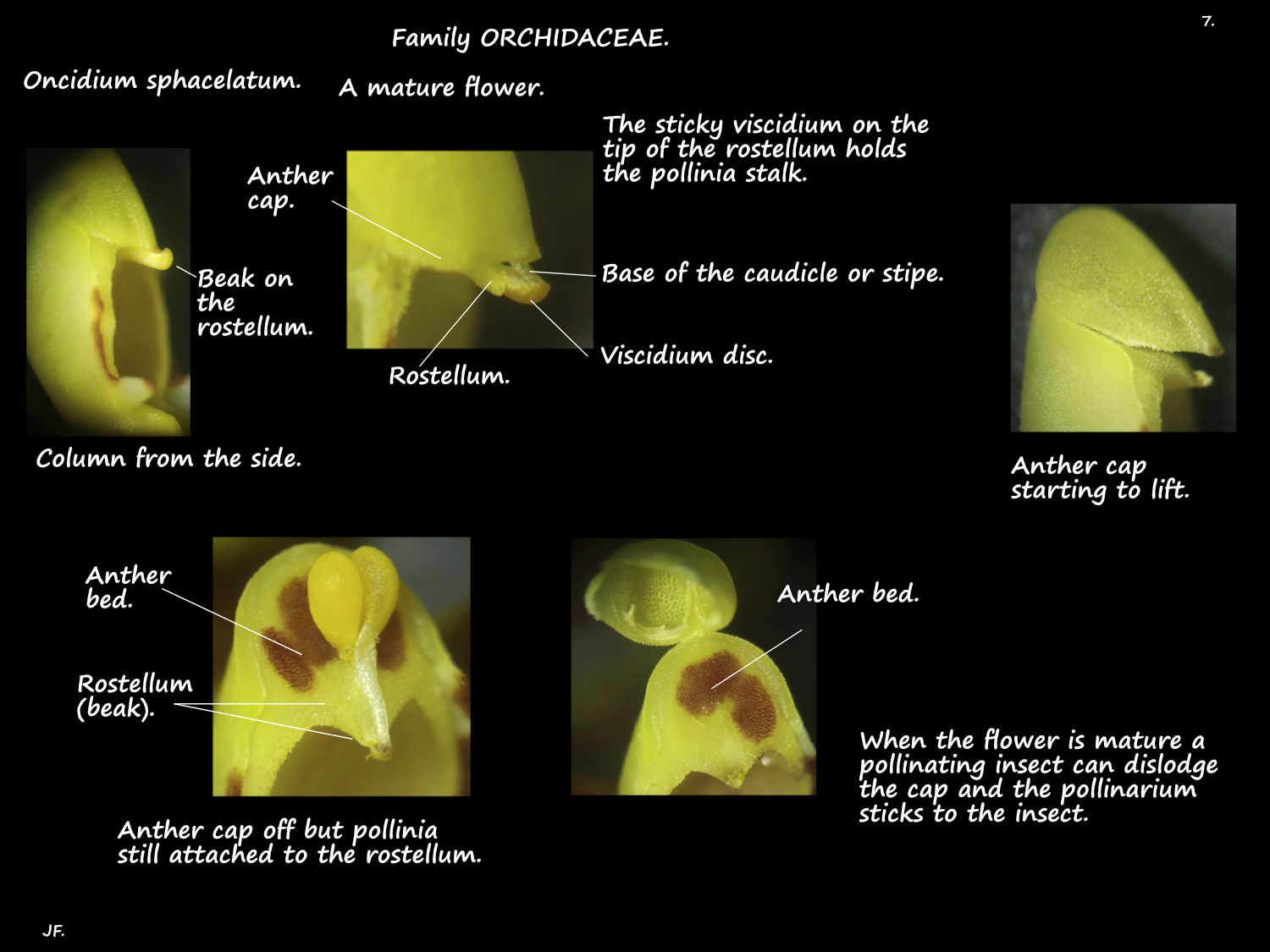 7 Oncidium sphacelatum rostellum, viscidium & caudicle