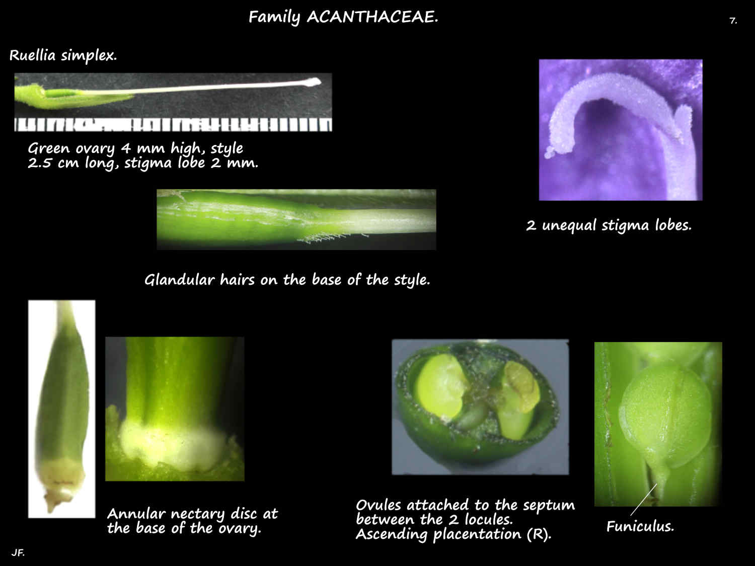 7 Ruellia simplex ovary, style & stigmas