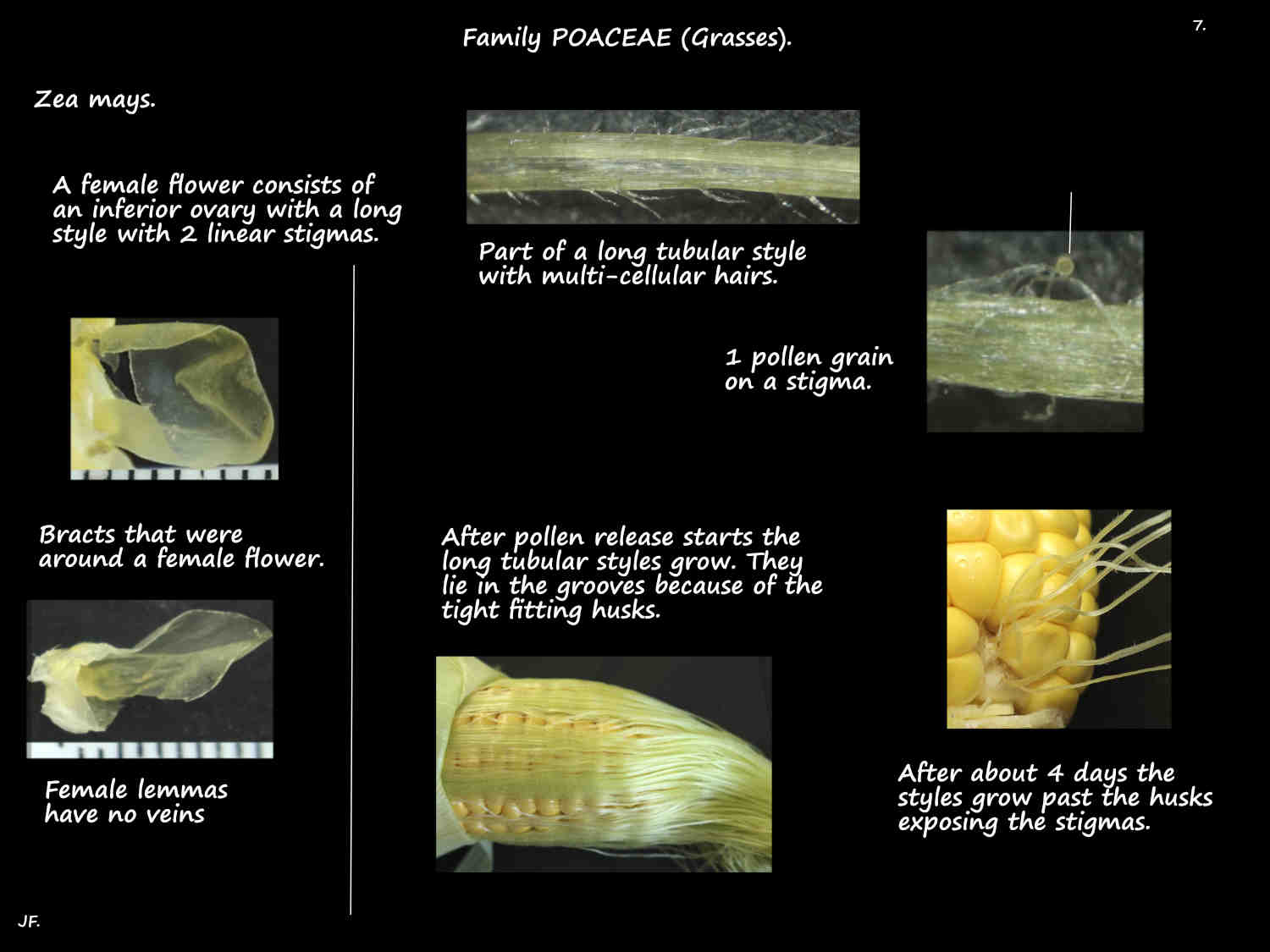 7 Silks are hollow Zea mays styles