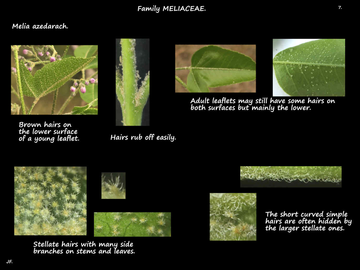 7 Simple & stellate hairs on Chinaberry leaves