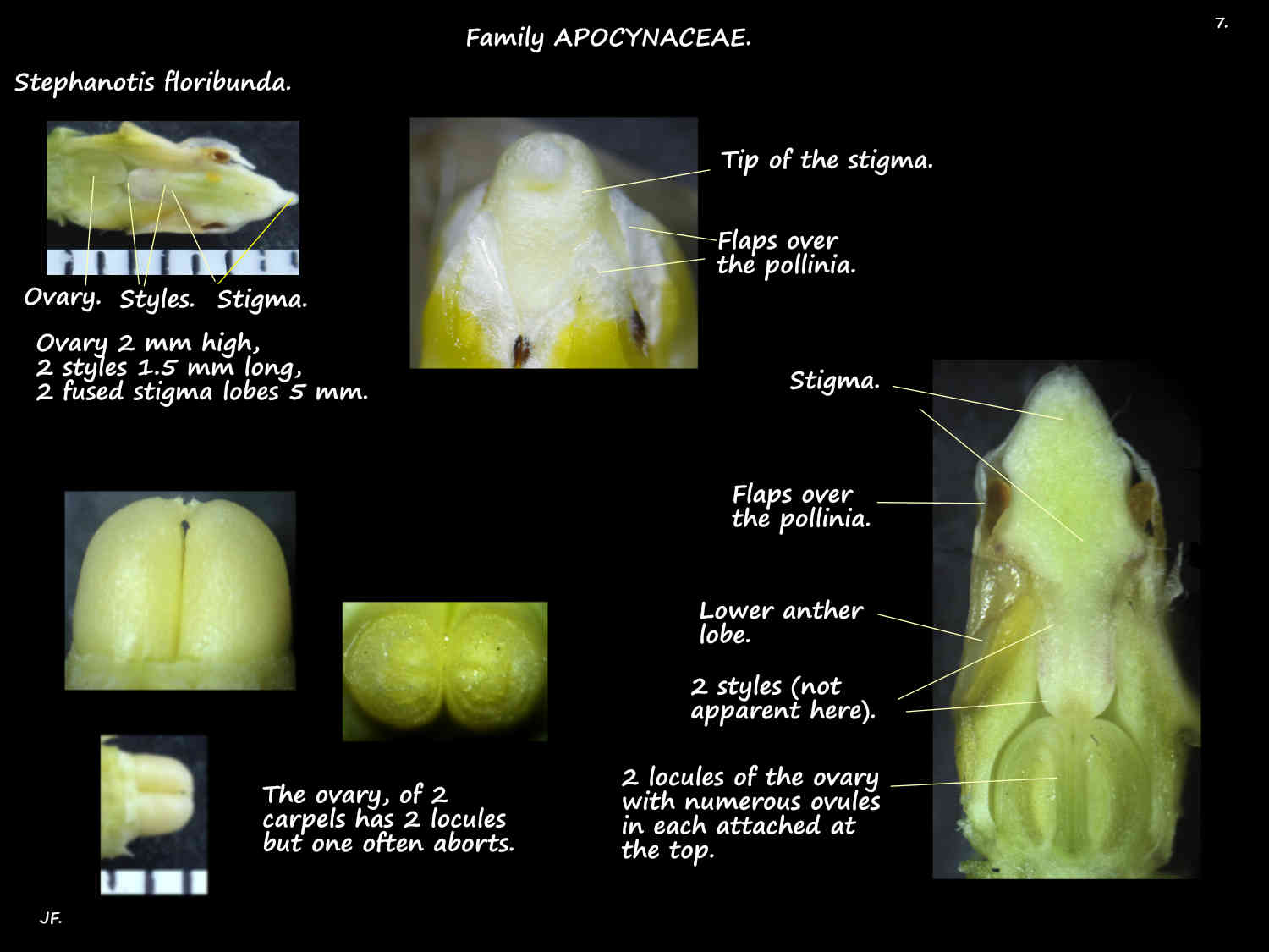 7 Stephanotis floribunda ovary, styles & stigma