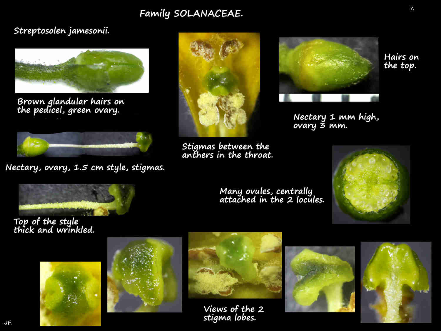 7 Streptosolen nectary, ovary, style & stigmas