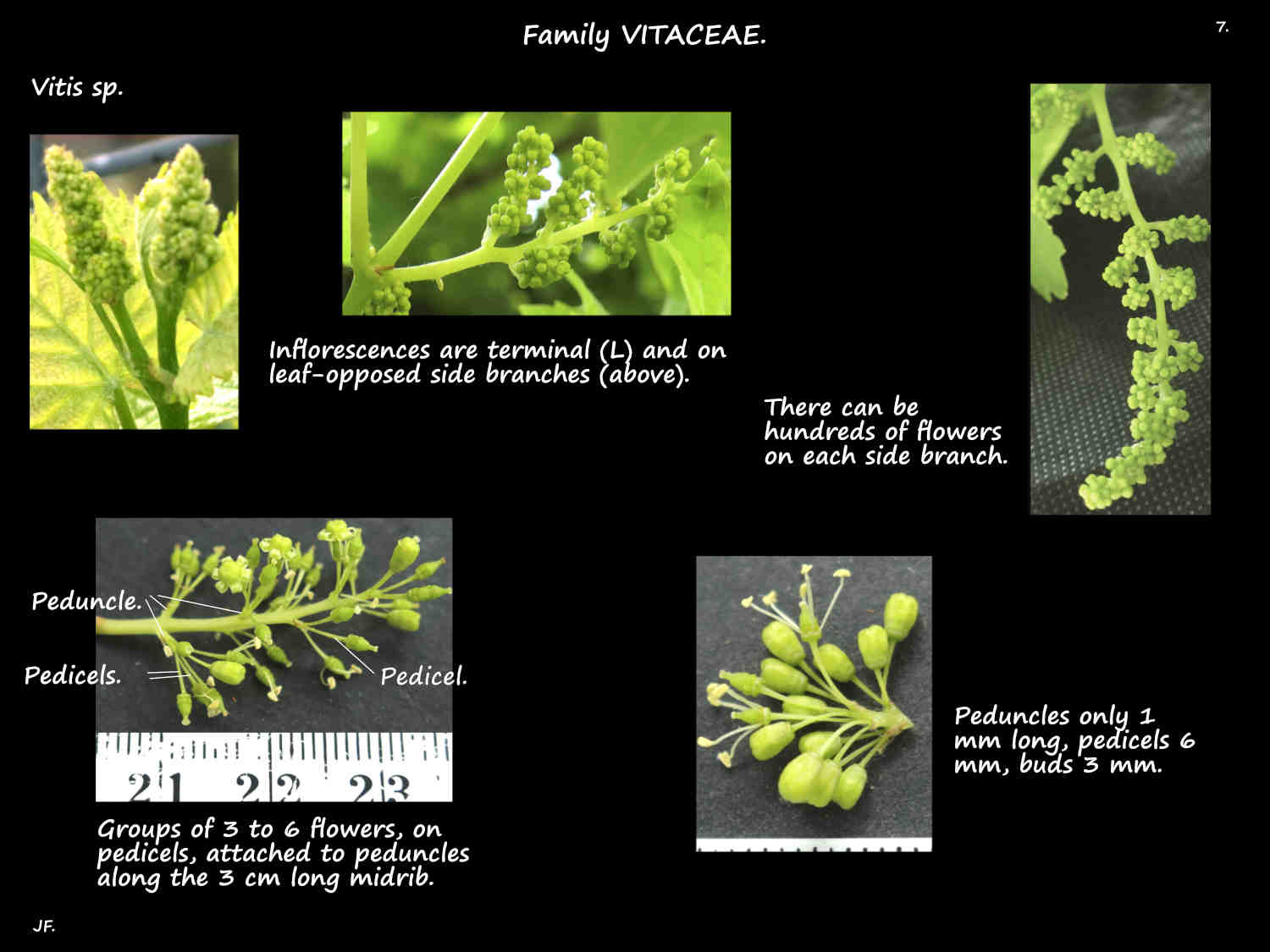 7 Vitis inflorescences