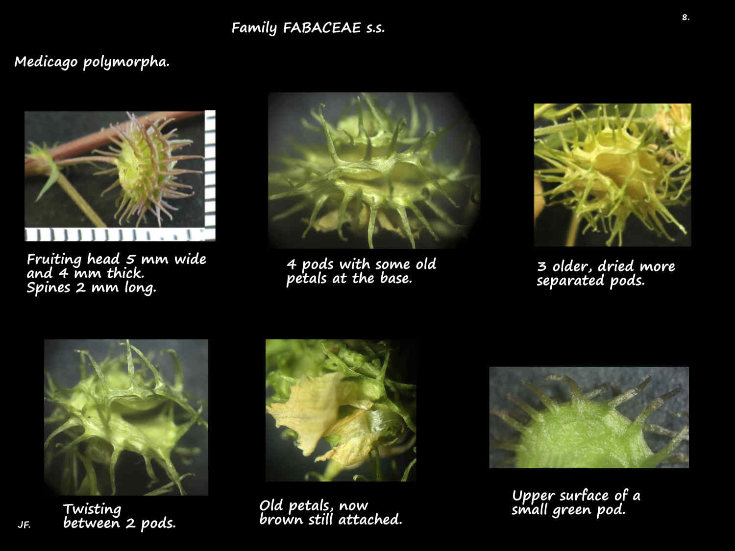 8 A few Medicago polymorpha pods