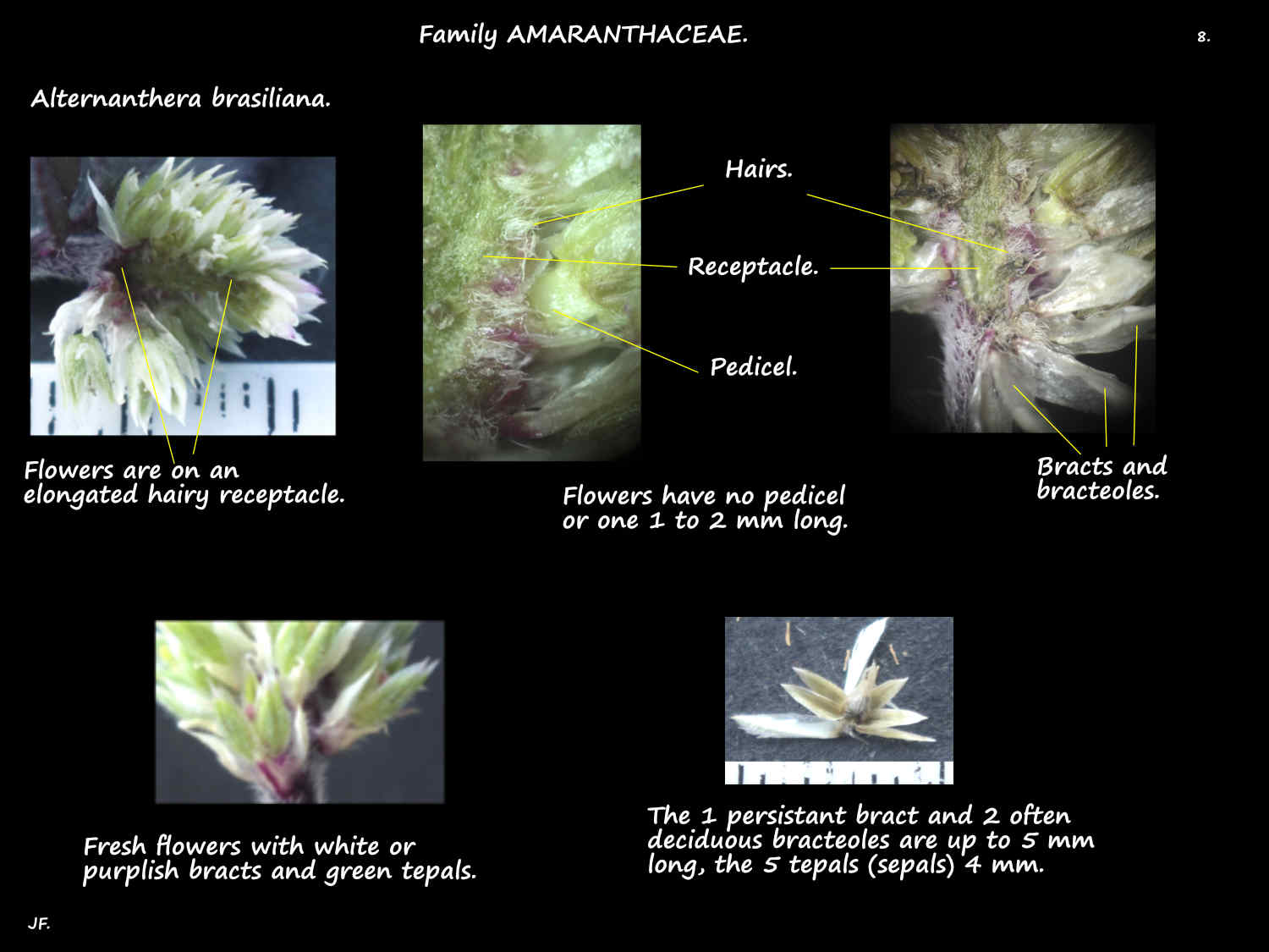 8 Alternanthera brasiliana flowers