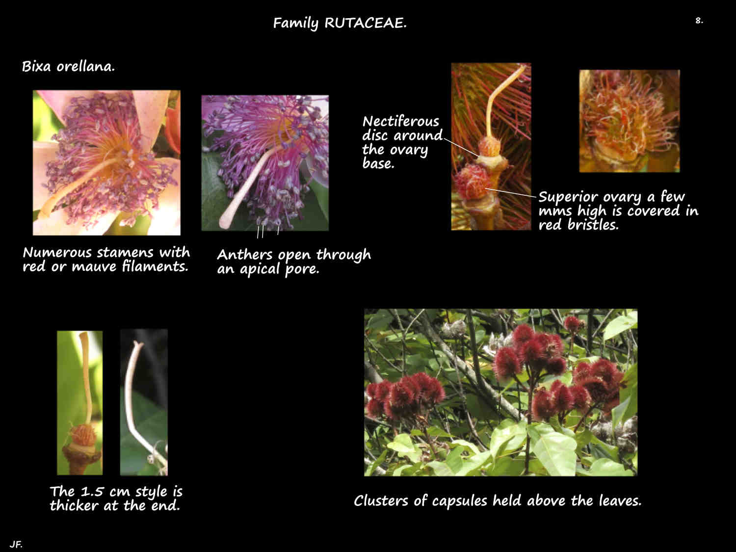 8 Bixa orellana stamens & ovary