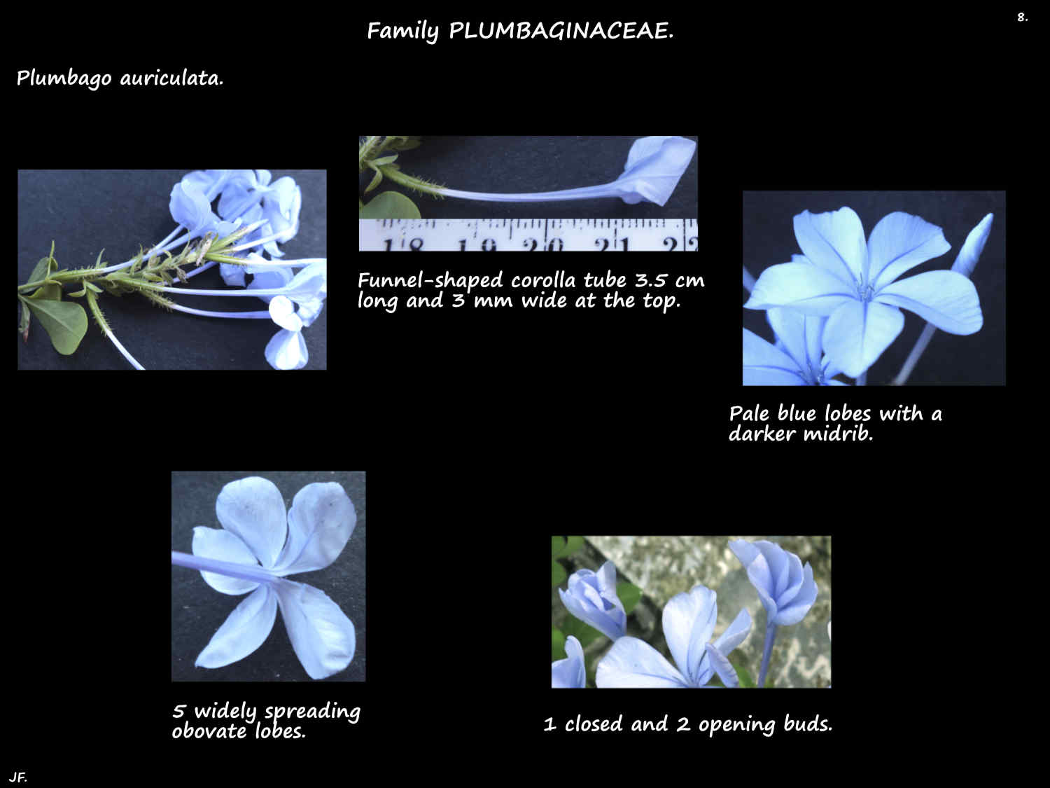 8 Blue Plumbago flowers