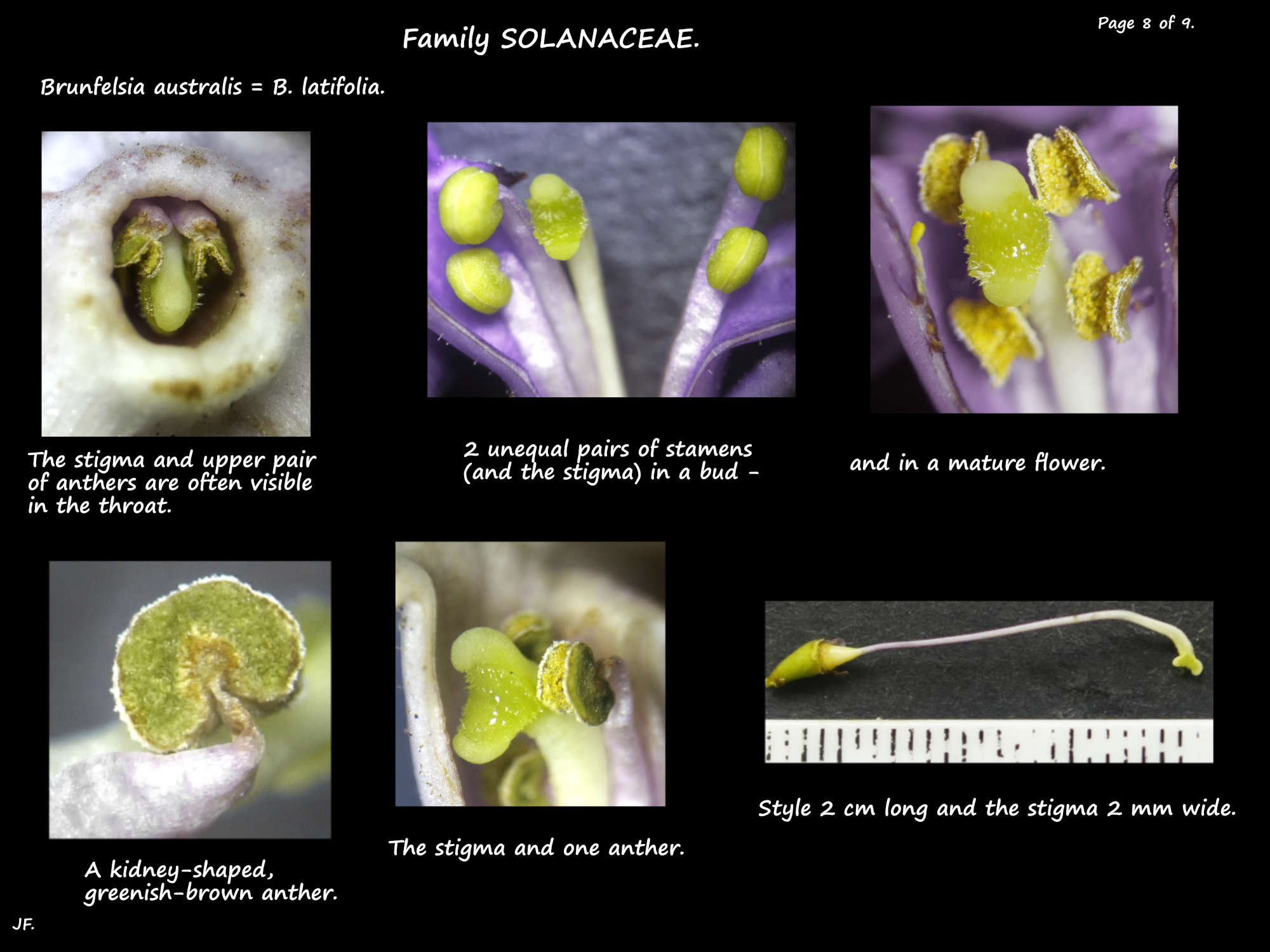 8 Brunfelsia australis stamens