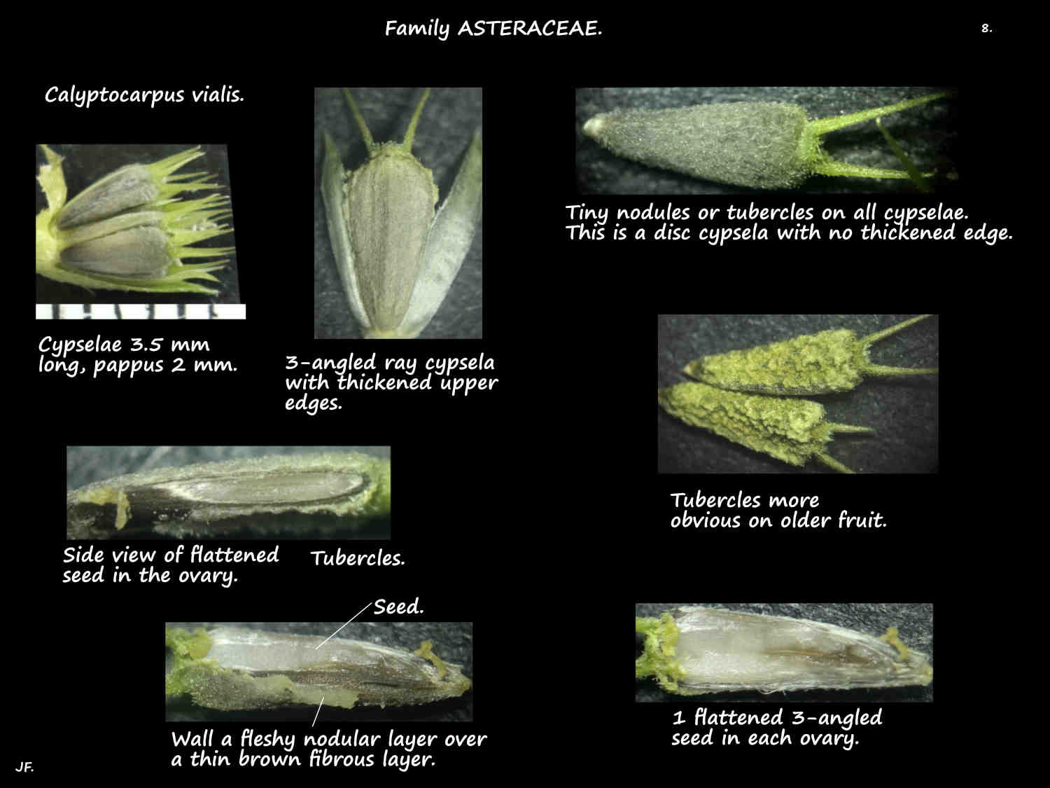 8 Calyptocarpus vialis cypselae