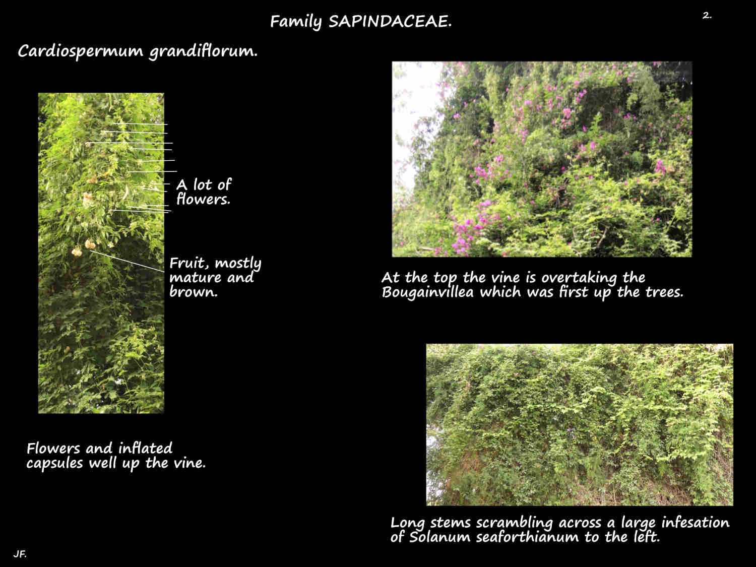 11 Cardiospermum grandiflorum infestation