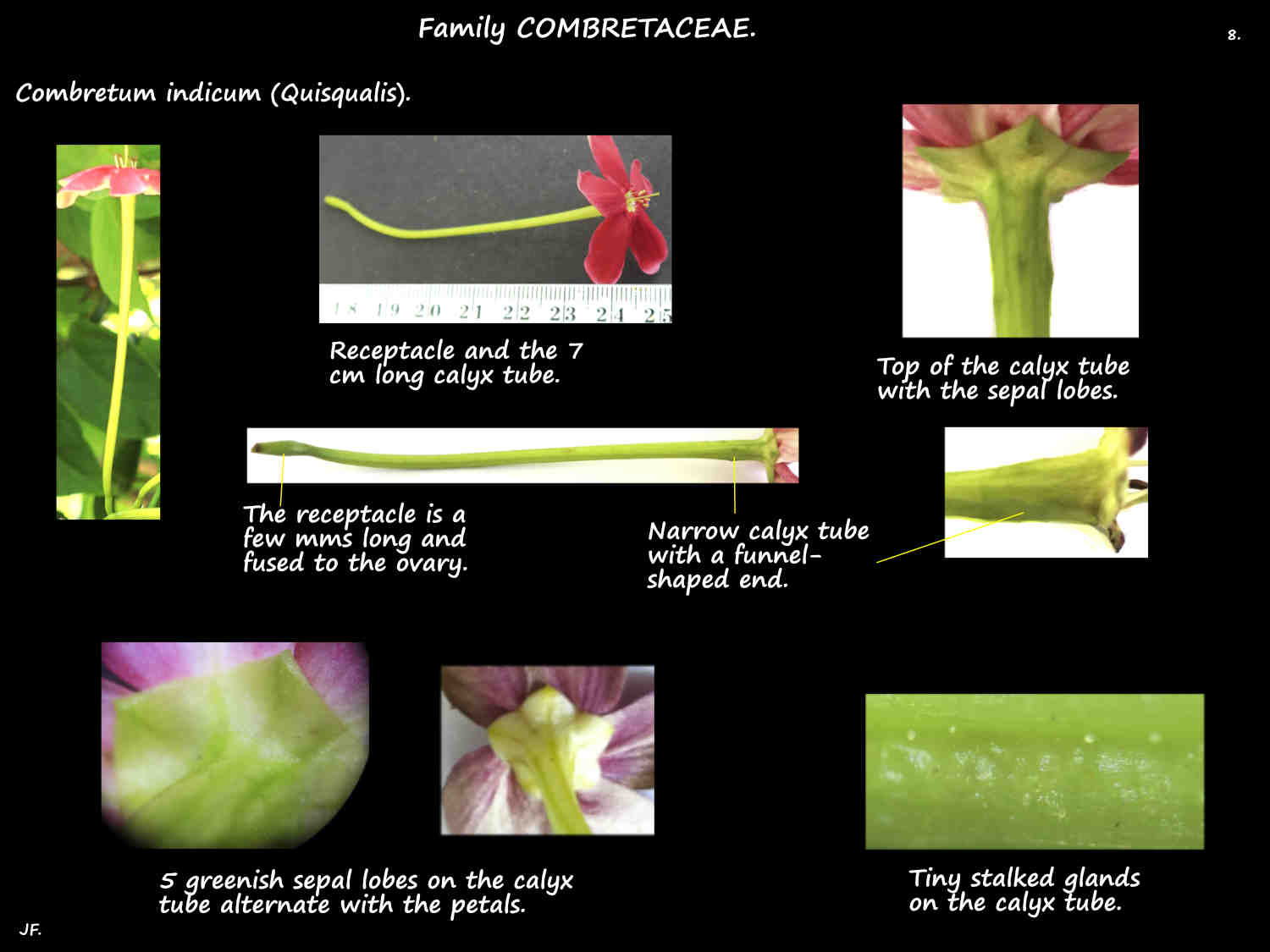 8 Combretum indicum receptacle & calyx tube