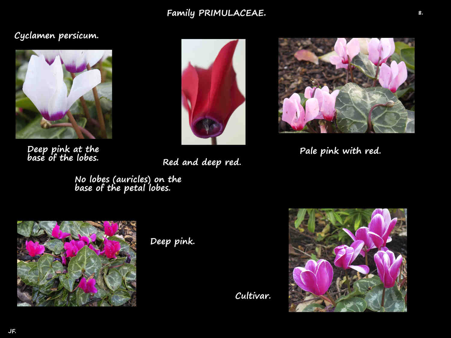 8 Cyclamen flower colours