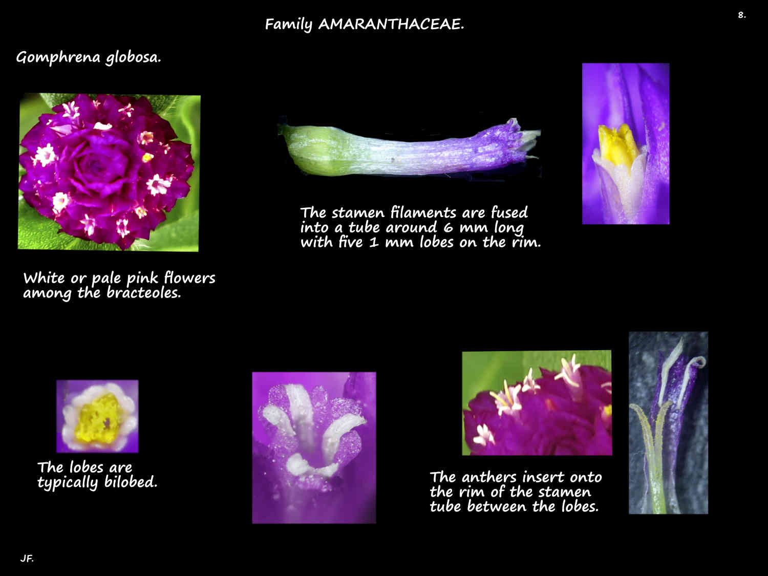 8 Gomphrena globosa stamens