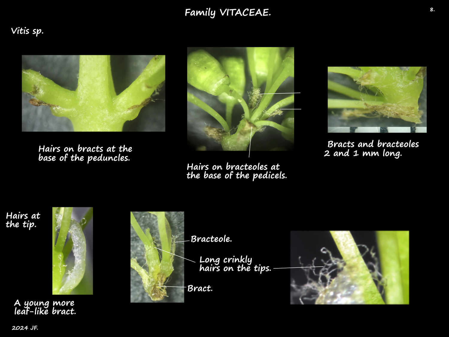 8 Hairs on Vitis inflorescence bracts