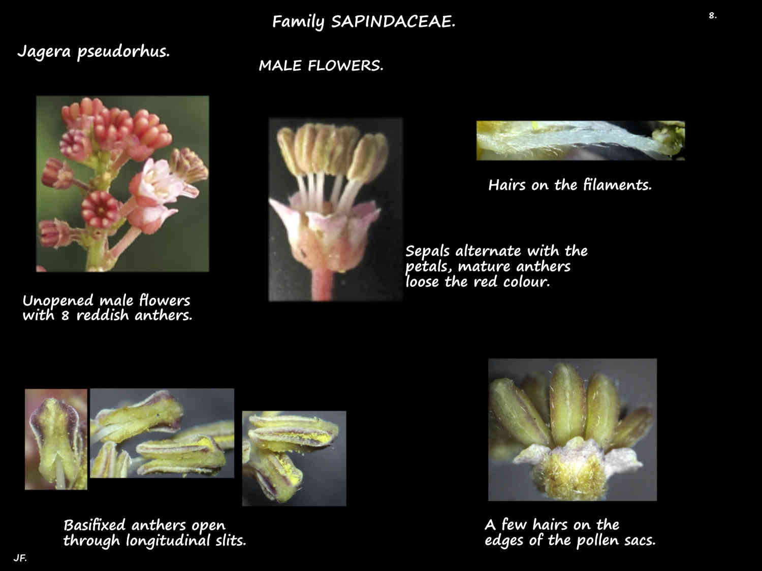 8 Jagera pseudorhus stamens