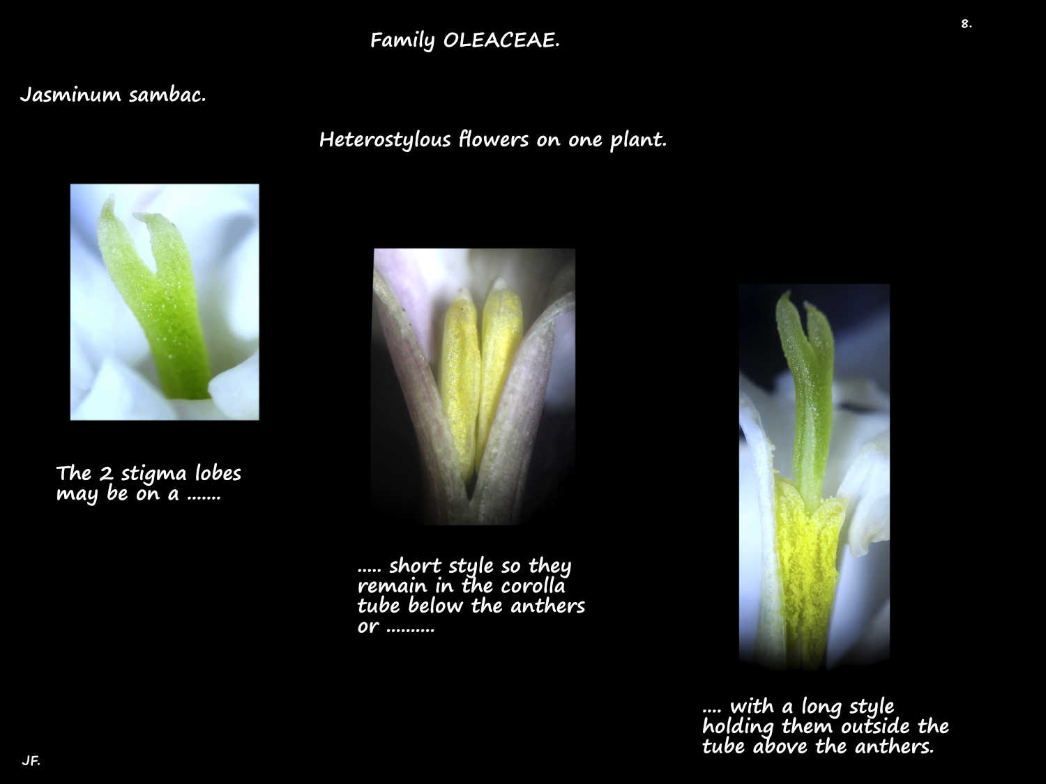 8 Jasminum sambac style lengths