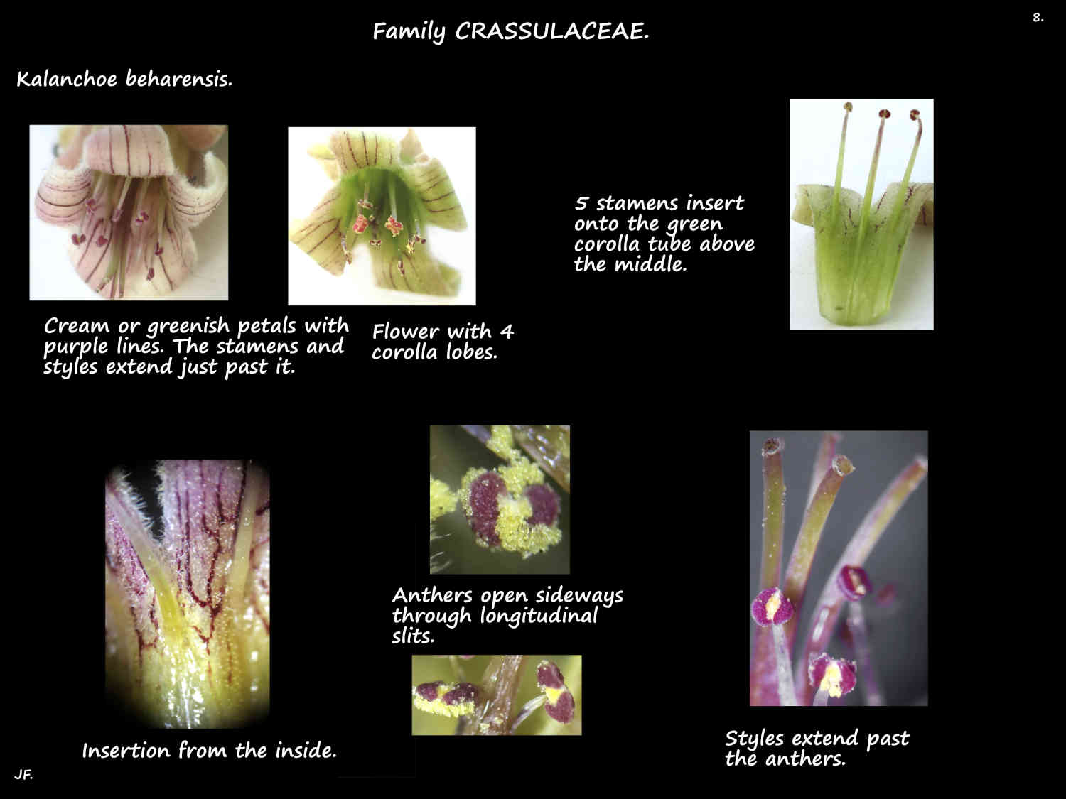 8 Kalanchoe beharensis stamens