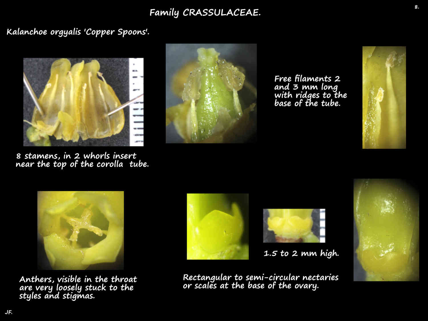 8 Kalanchoe orgyalis stamens & nectaries