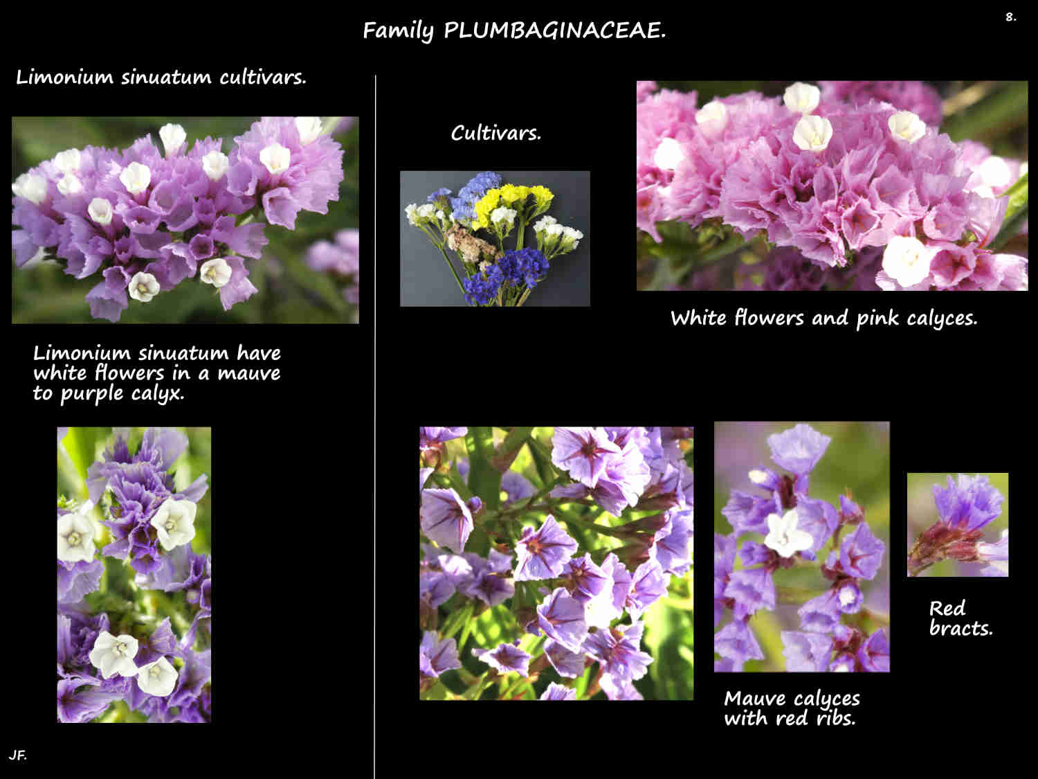 8 Limonium cultivars 1