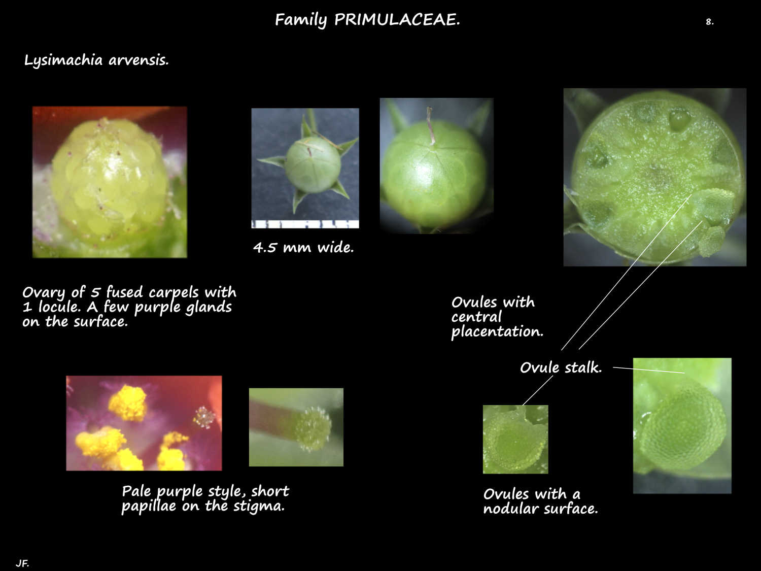 8 Lysimachia arvensis ovary, stigma, ovules