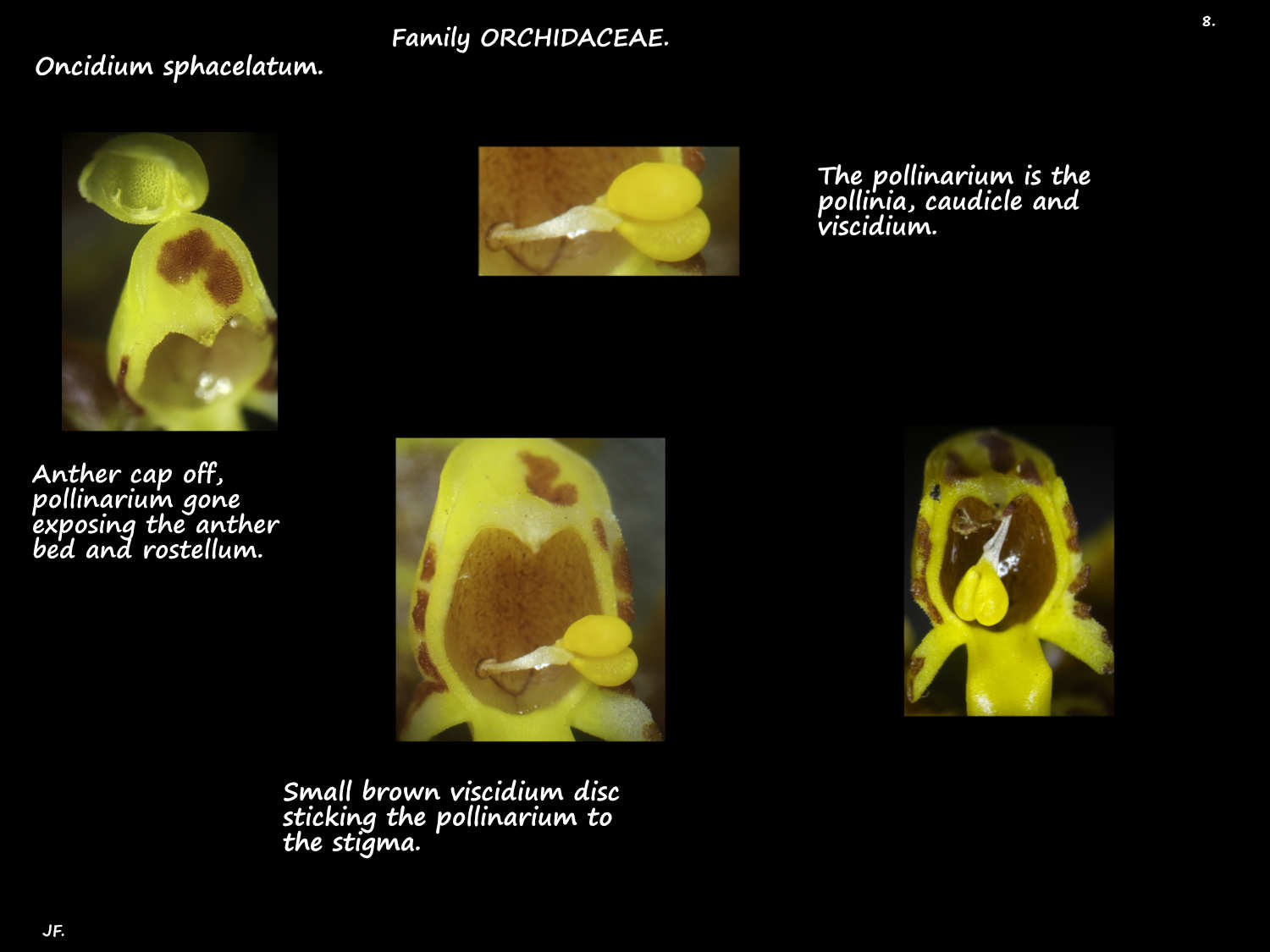 8 Oncidium sphacelatum ovary & pollinarium