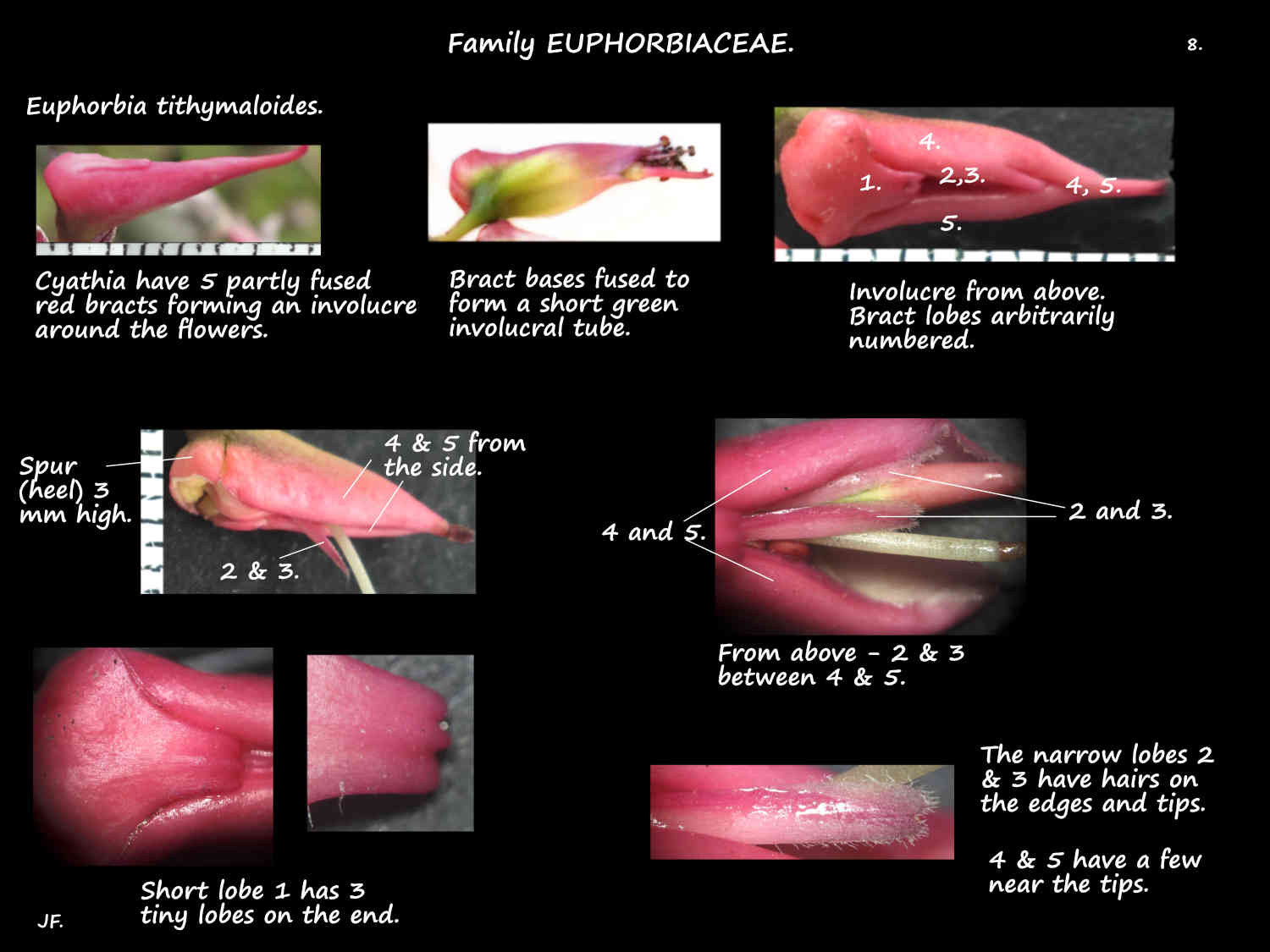 8 Pedilathus involucral bracts