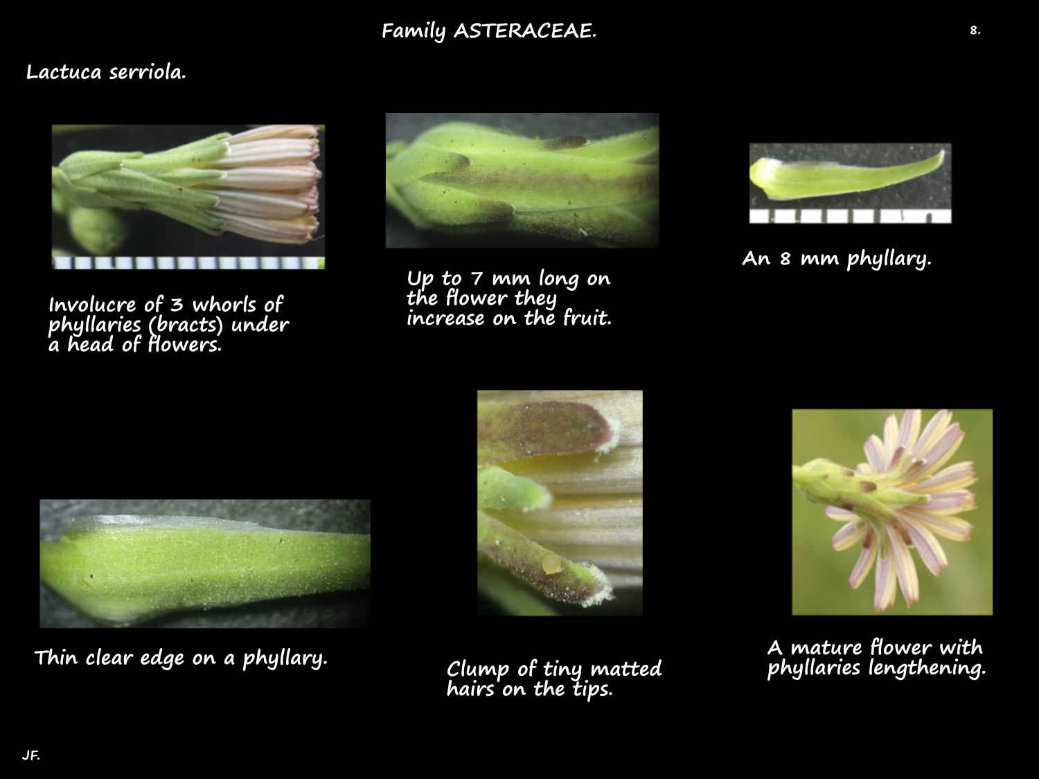 8 Phyllaries in Lactuca serriola involucres