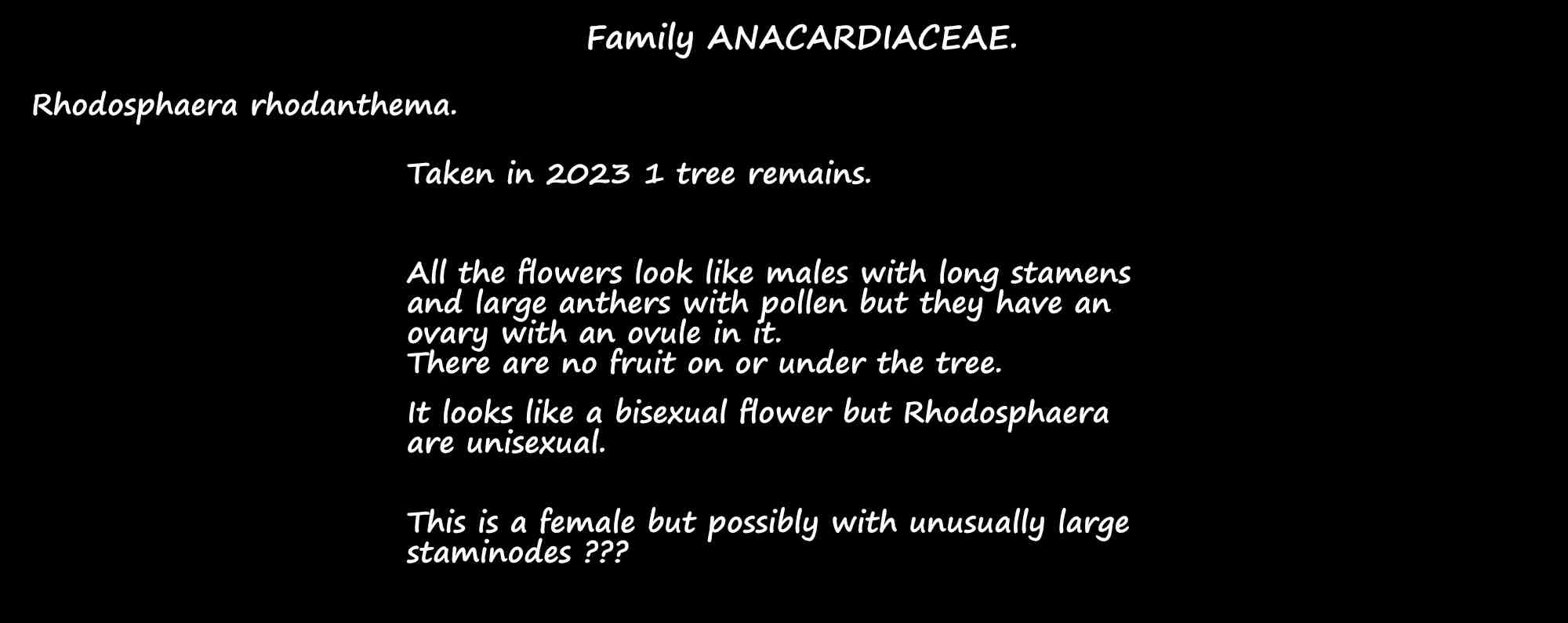 8 Rhodosphaera rhodanthema Note