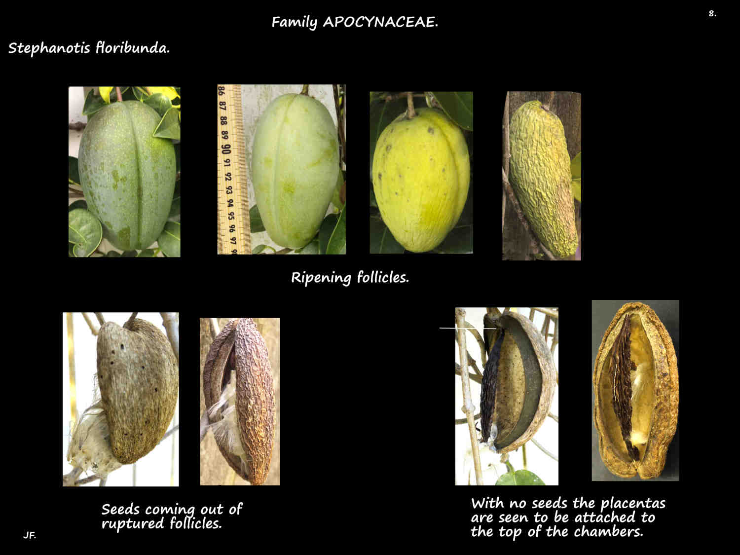 8 Ripening & rupturing Stephanotis floribunda follicles