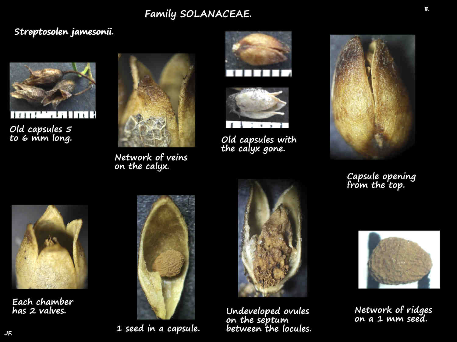 8 Streptosolen jamesonii capsules & seed