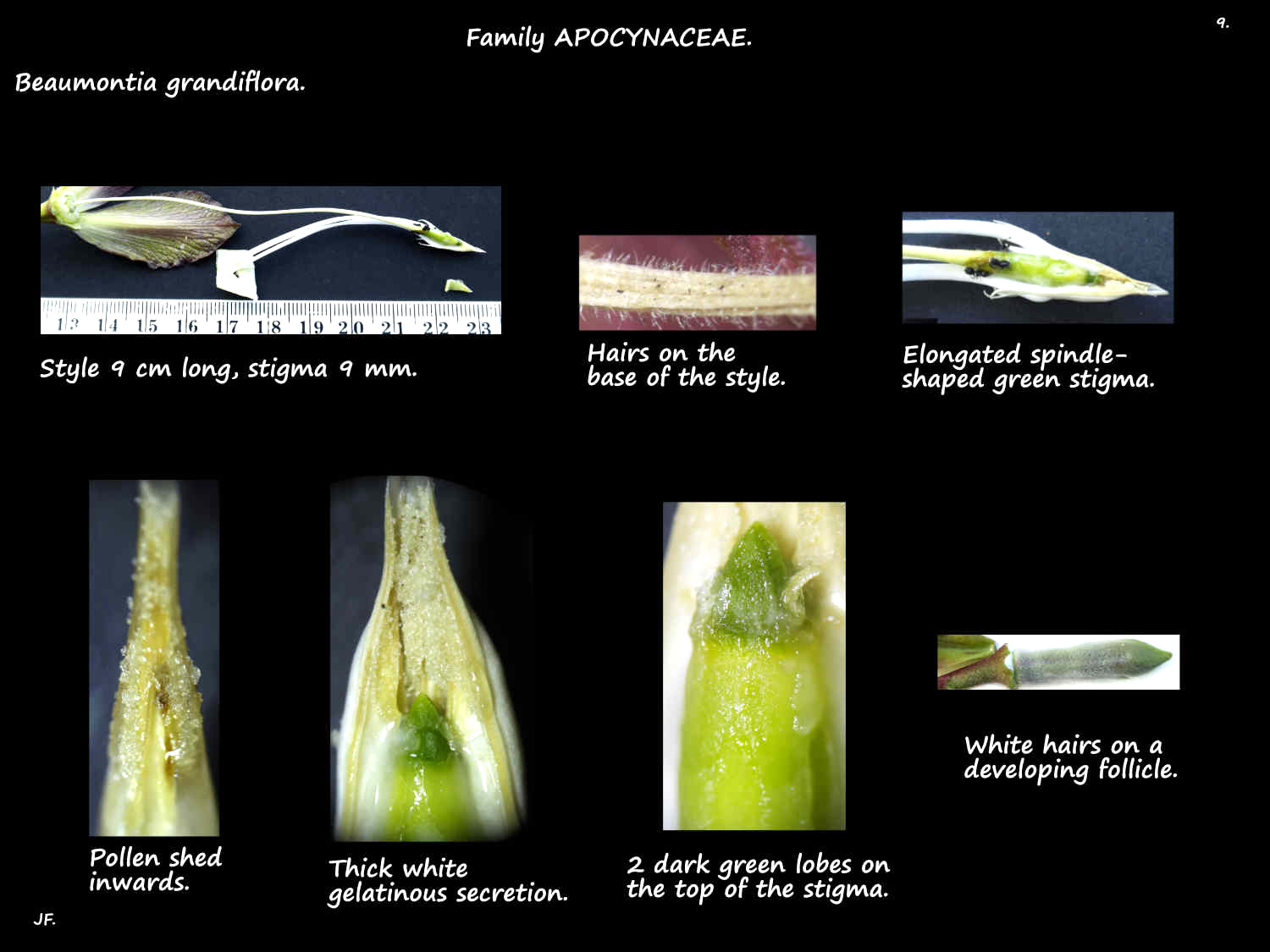 9 Beaumontia grandiflora stigma & young follicle