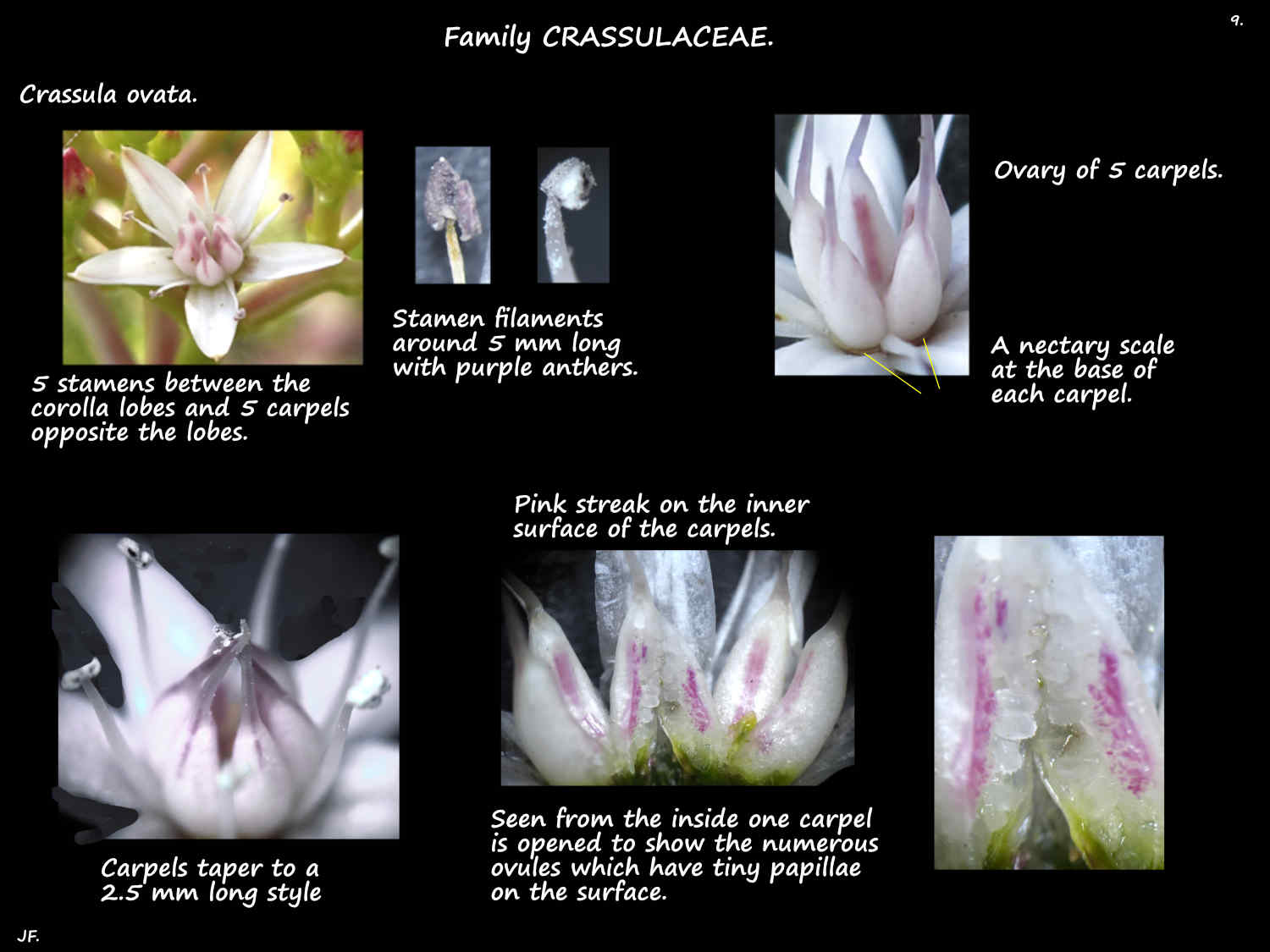 9 Crassula ovata stamens & ovary