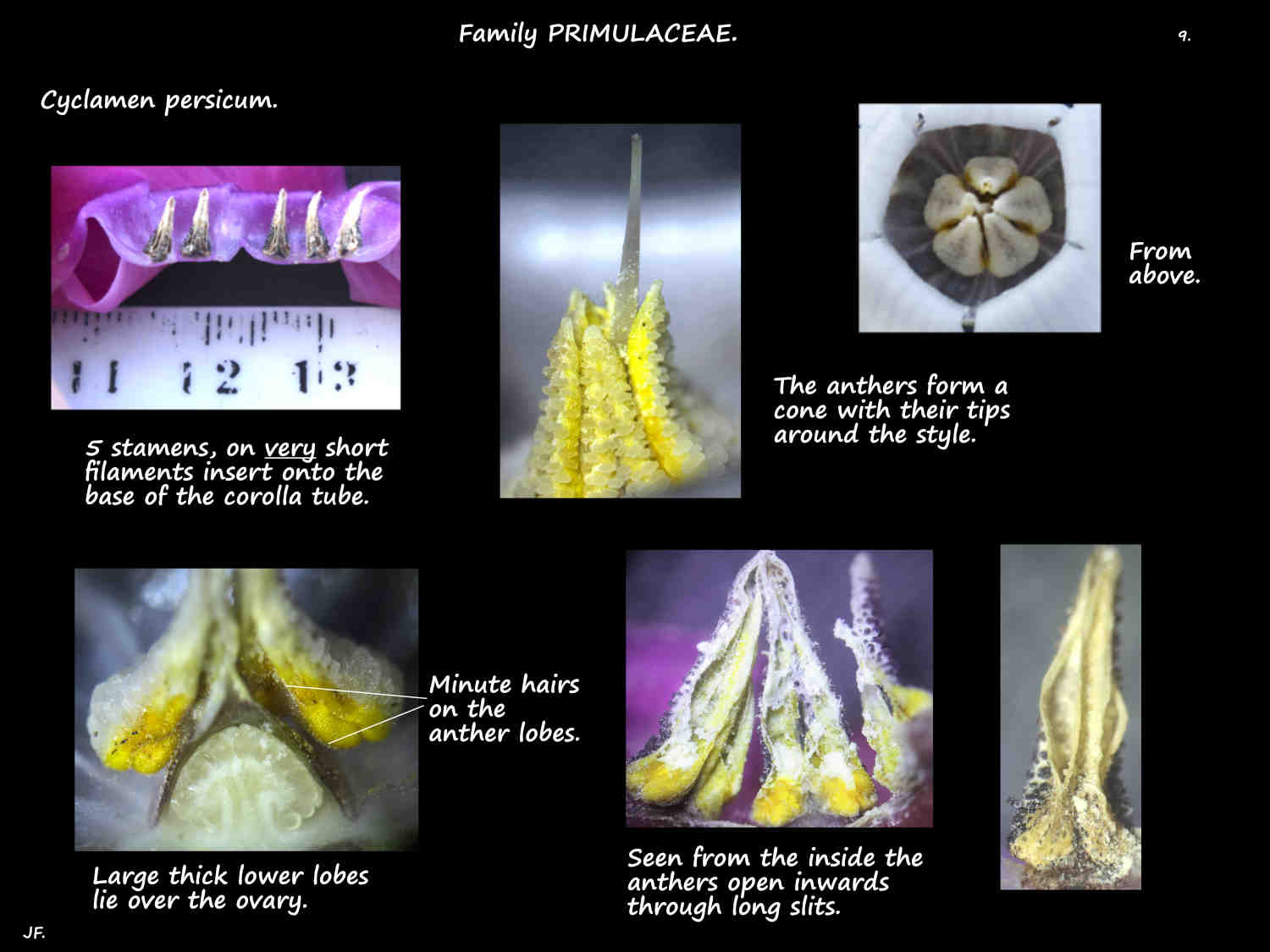 9 Cyclamen persicum stamens