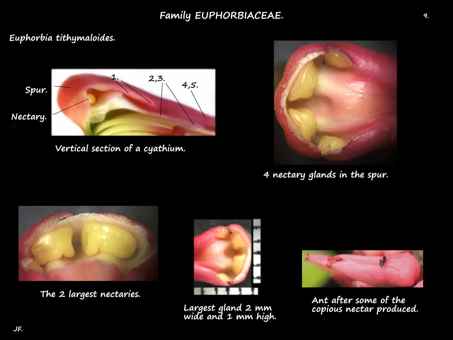 9 Euphorbia tithymaloides nectaries