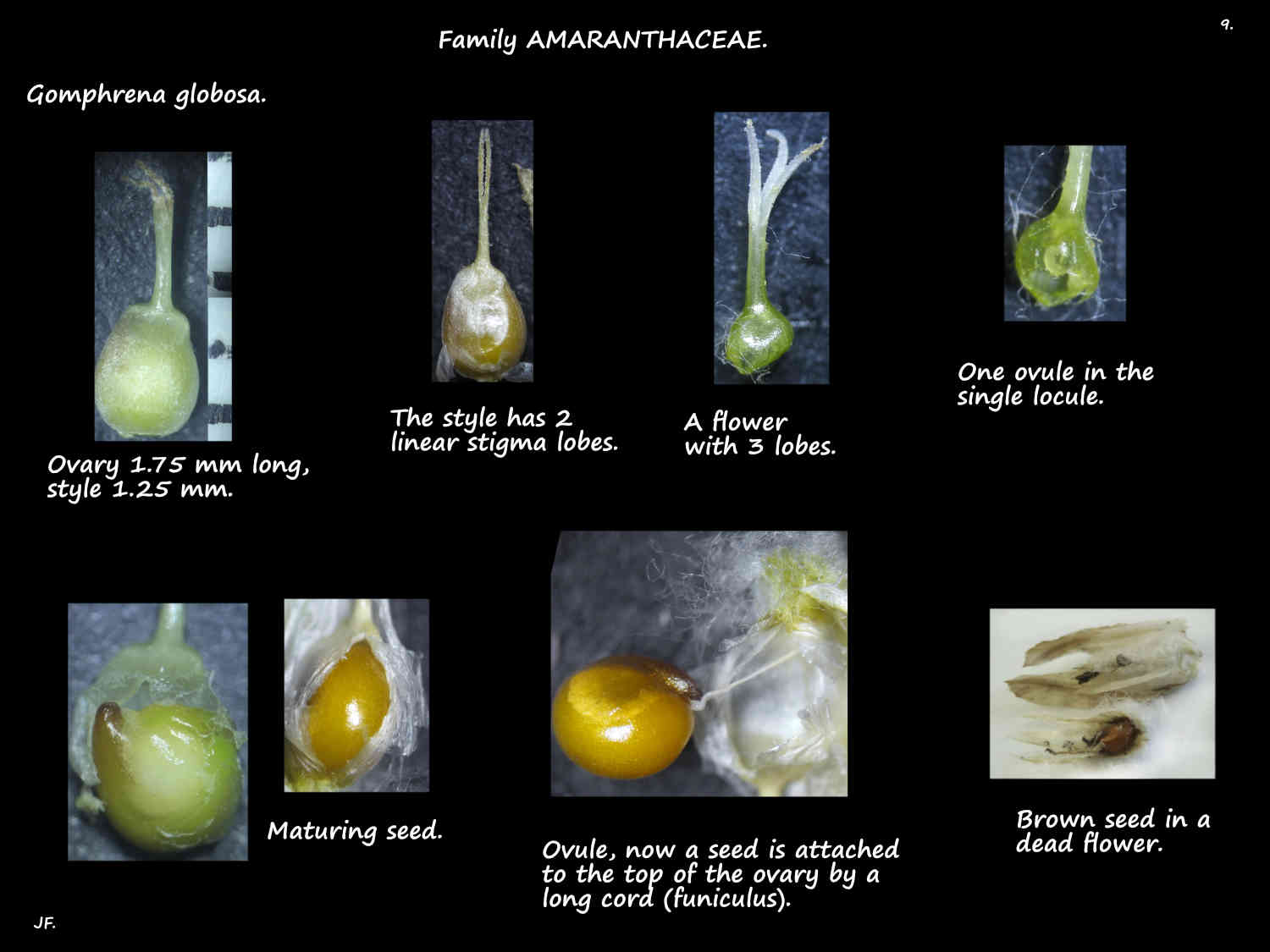9 Gomphrena globosa ovary, stigmas, ovule & seed
