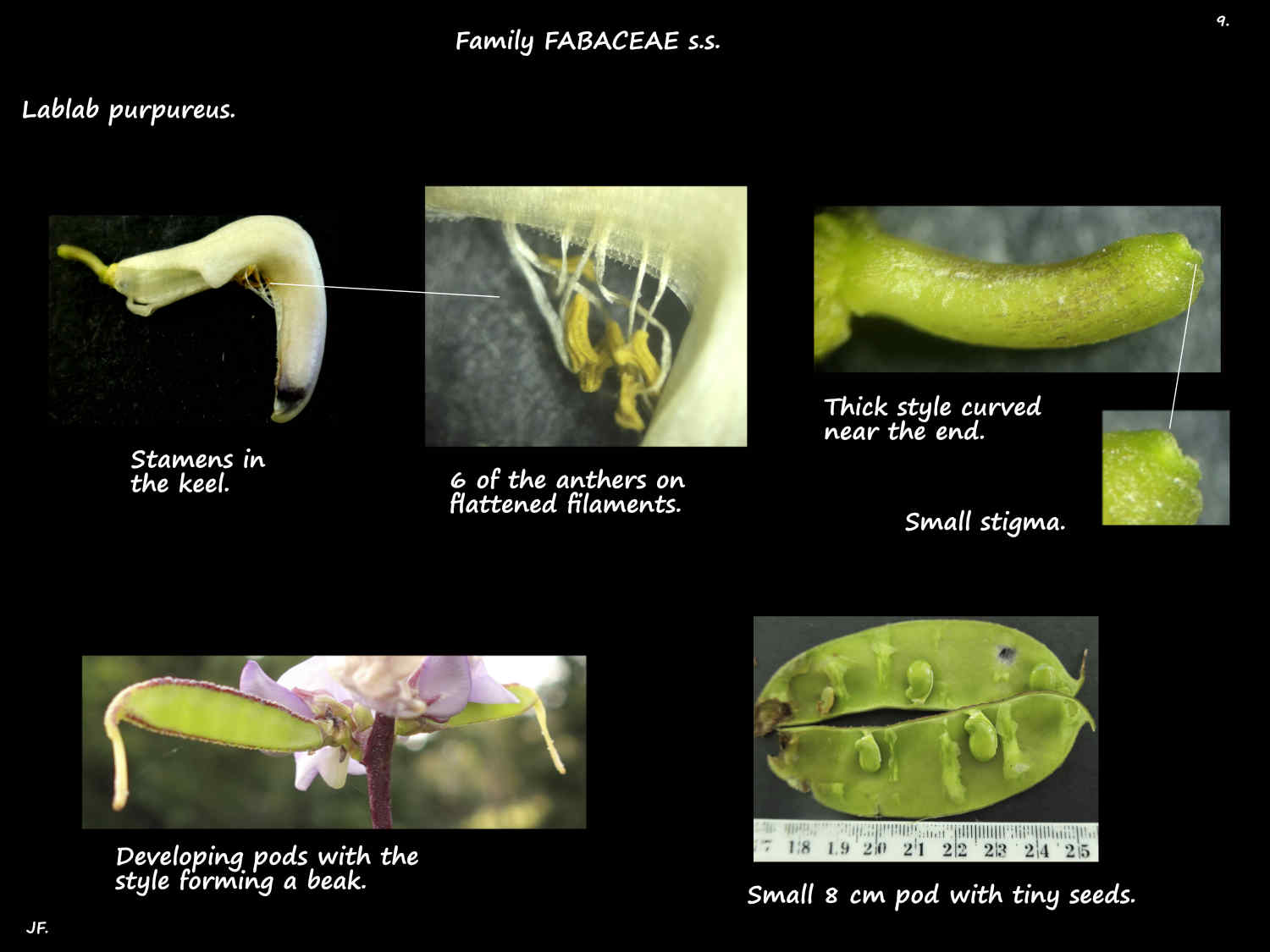 9 Hyacinth bean stamens