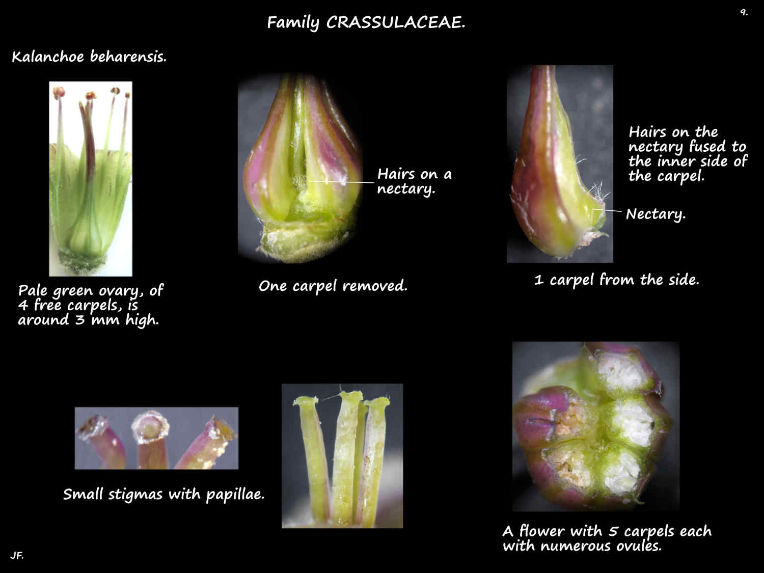 9 Kalanchoe beharensis ovary, styles & stigmas